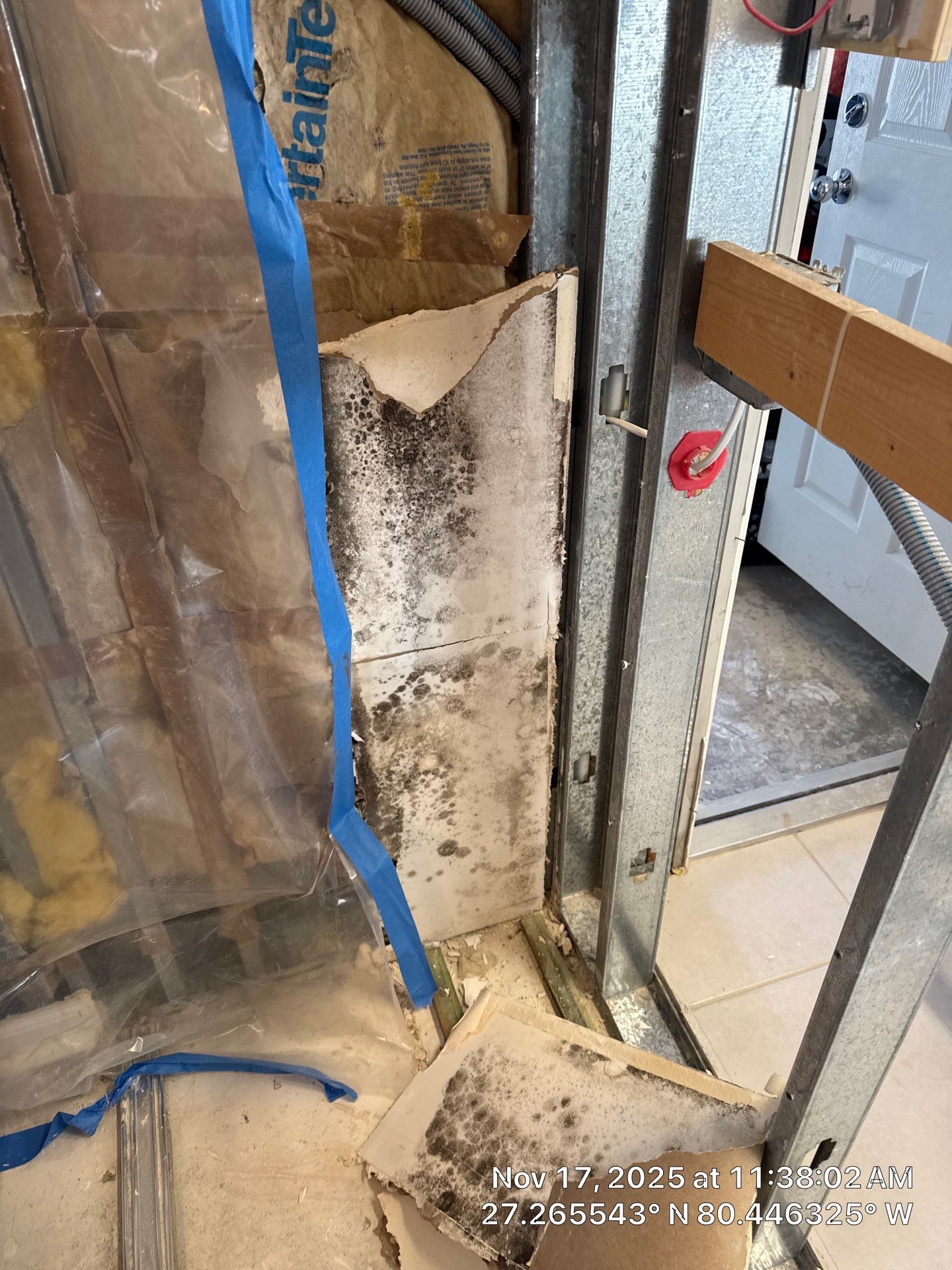 mold by SuperClean