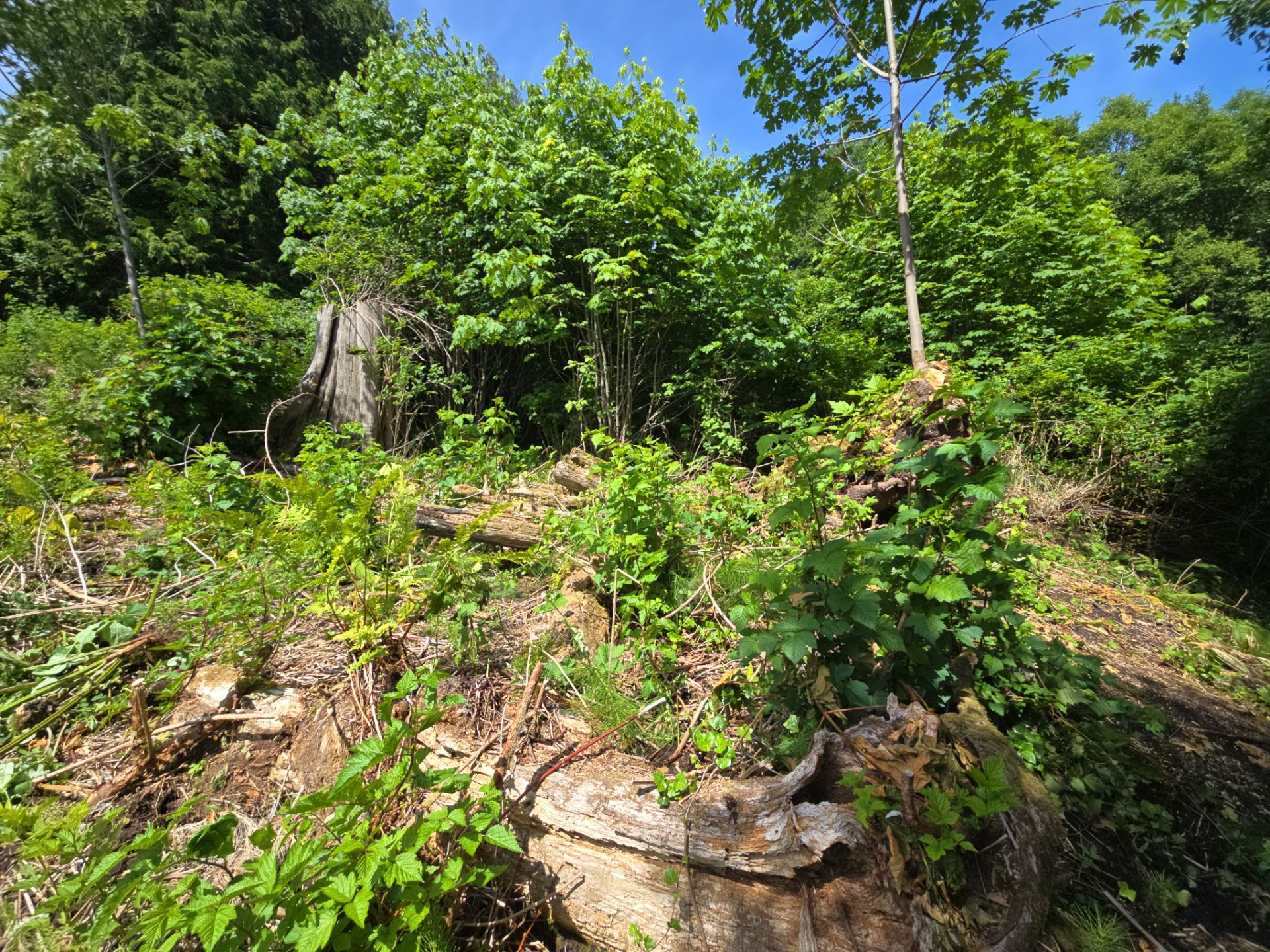 Island View - Ecological Restoration & Stewardship by Habanero Landscape Solutions