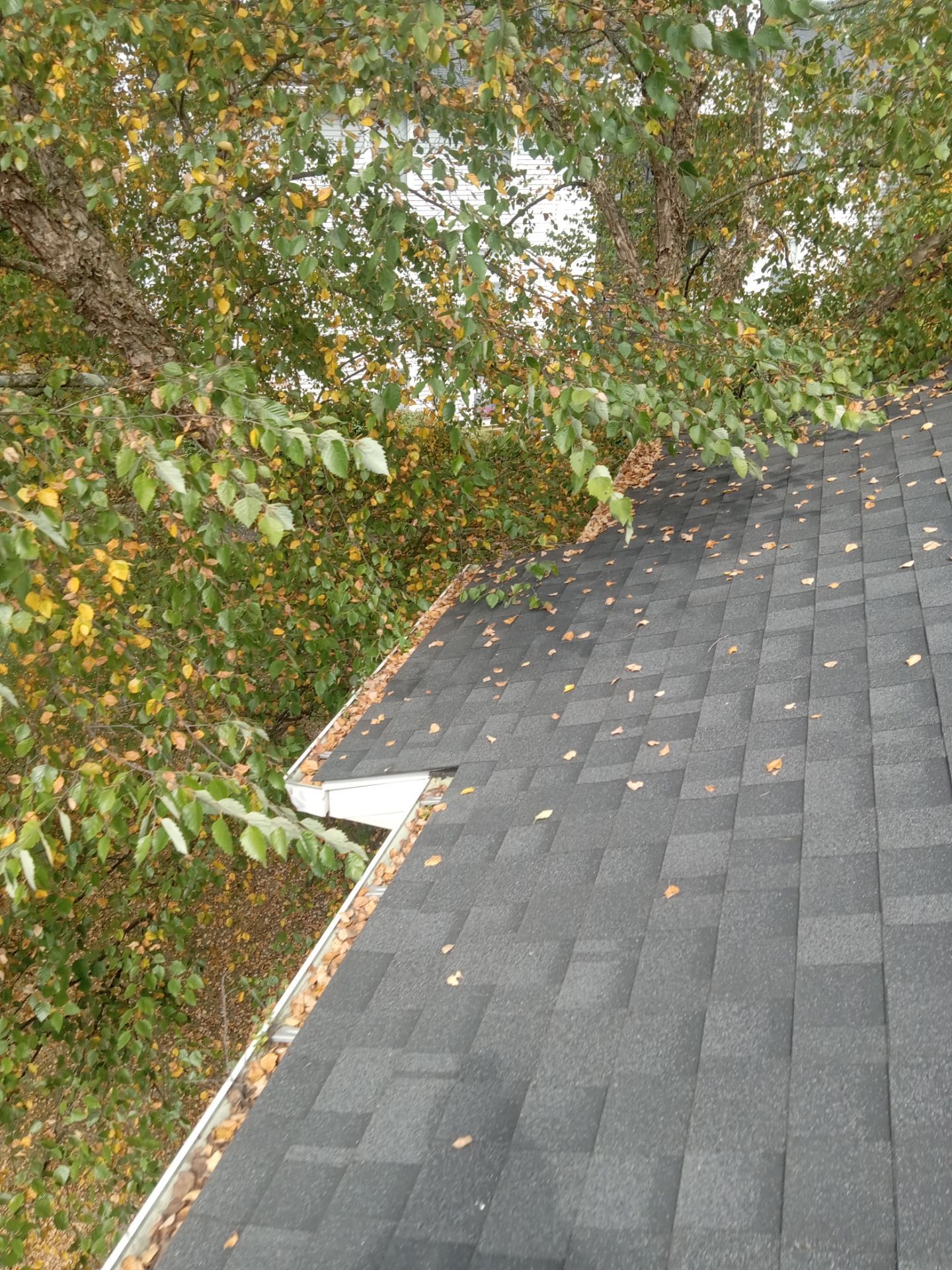 Commercial gutter cleaning Cincinnati before photo with filled gutters