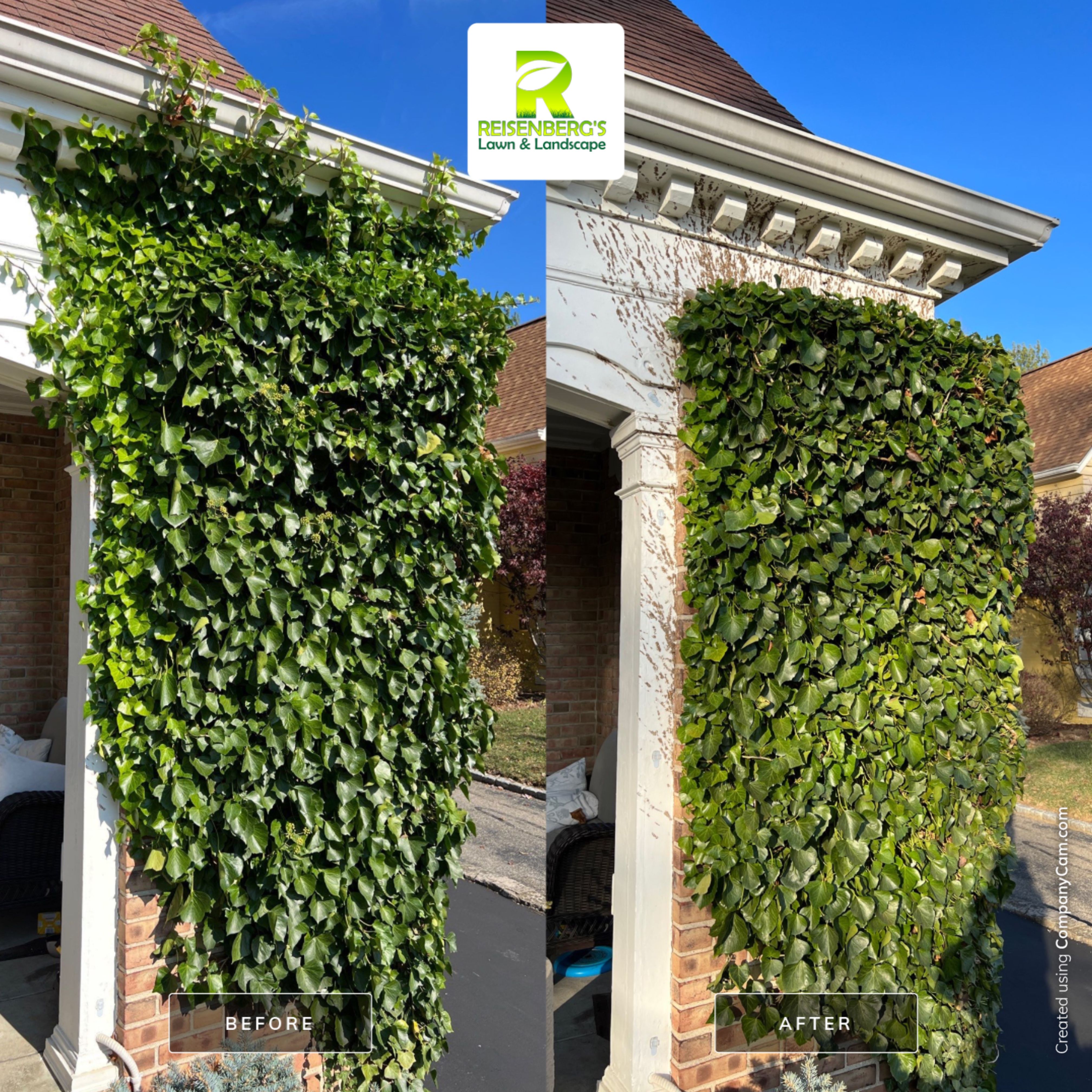 Hand Pruning & Care for Hedera Helix Wall by Reisenberg’s Lawn & Landscape, LLC