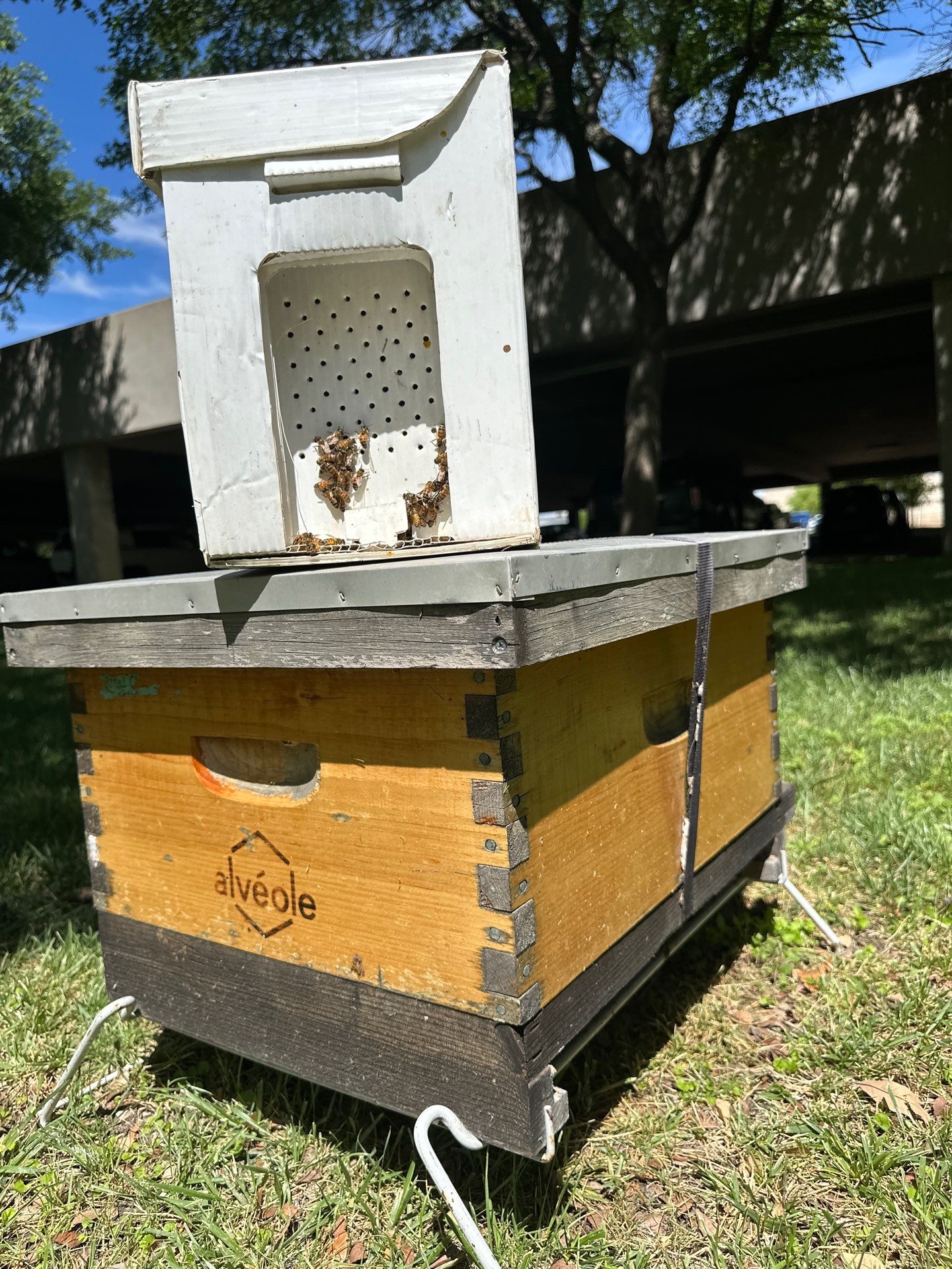 Bees on the Green by Rockwall Honey Bee Company