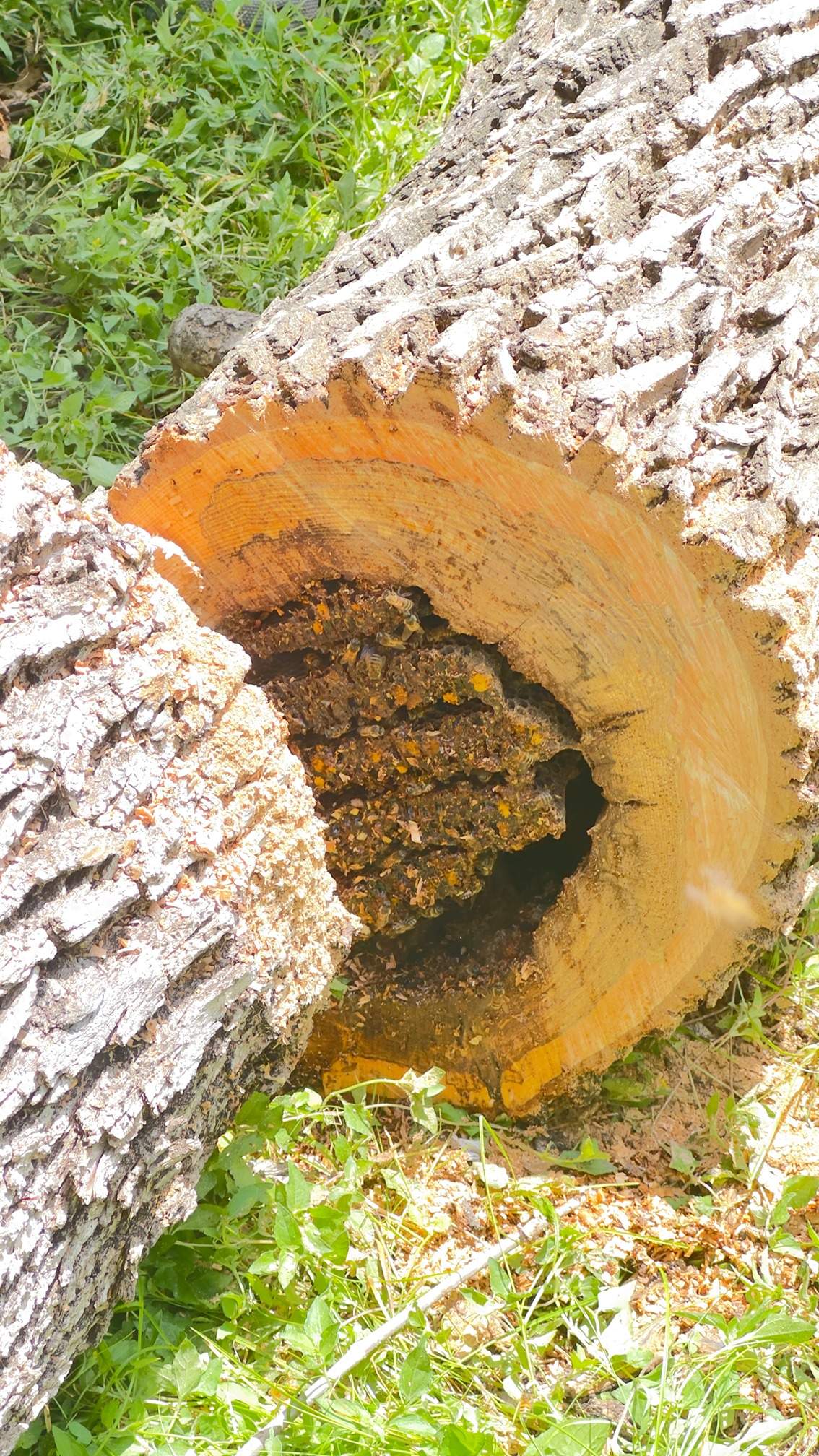 Two Trees One Yard by Rockwall Honey Bee Company