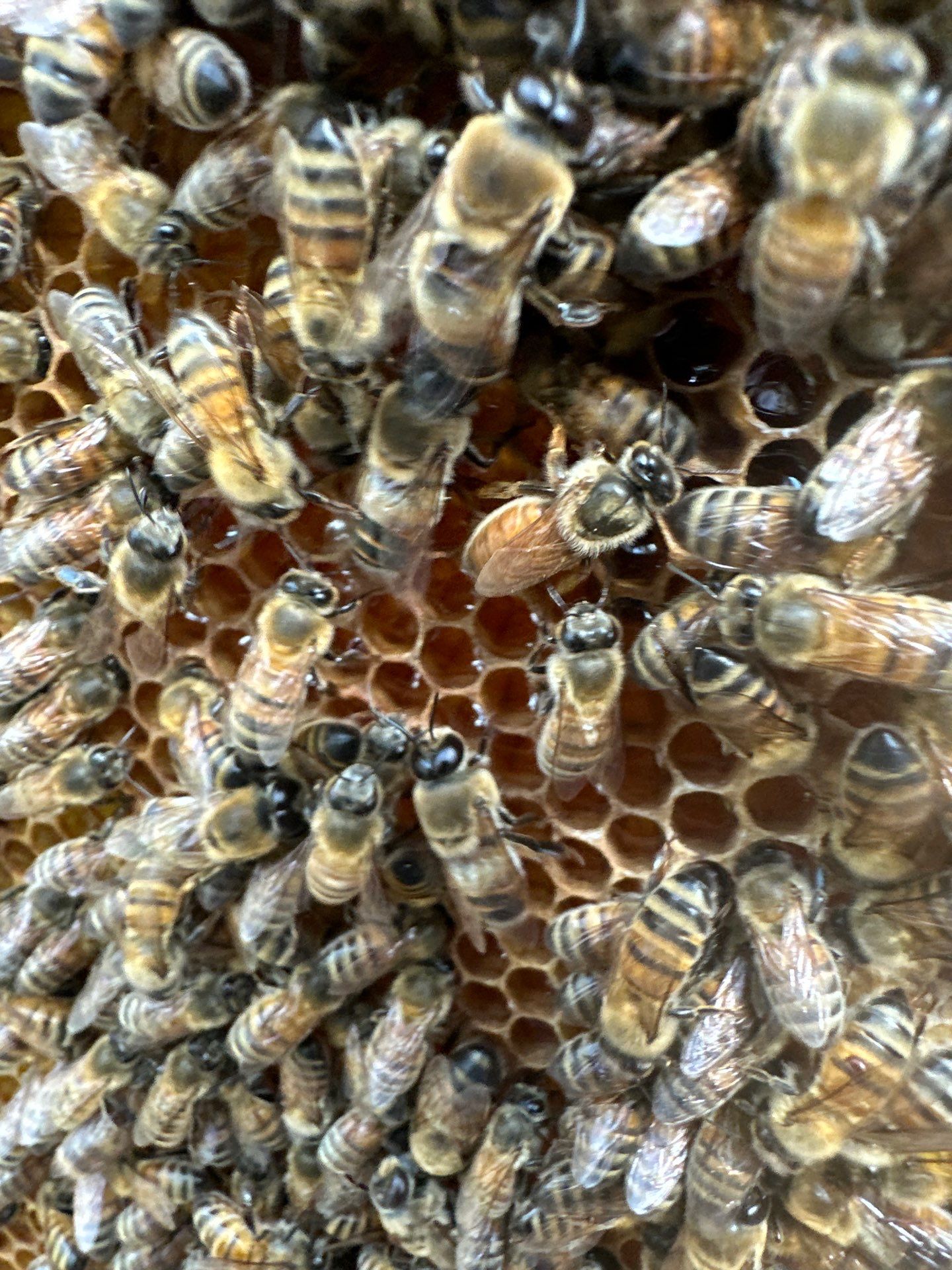 Urban Bees in North Dallas by Rockwall Honey Bee Company