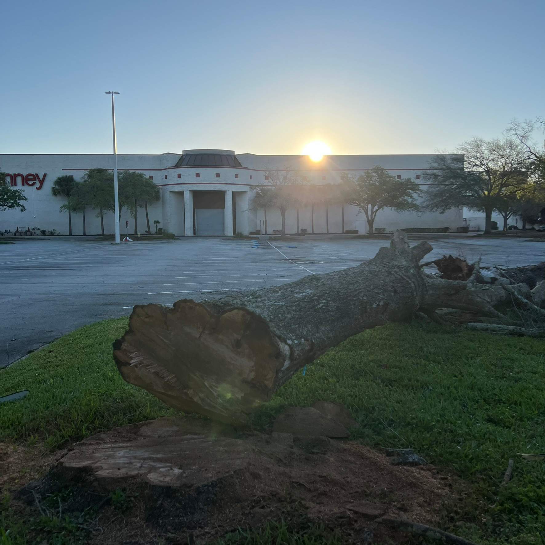 Tree Work | The Avenues Mall by ProGreen Services
