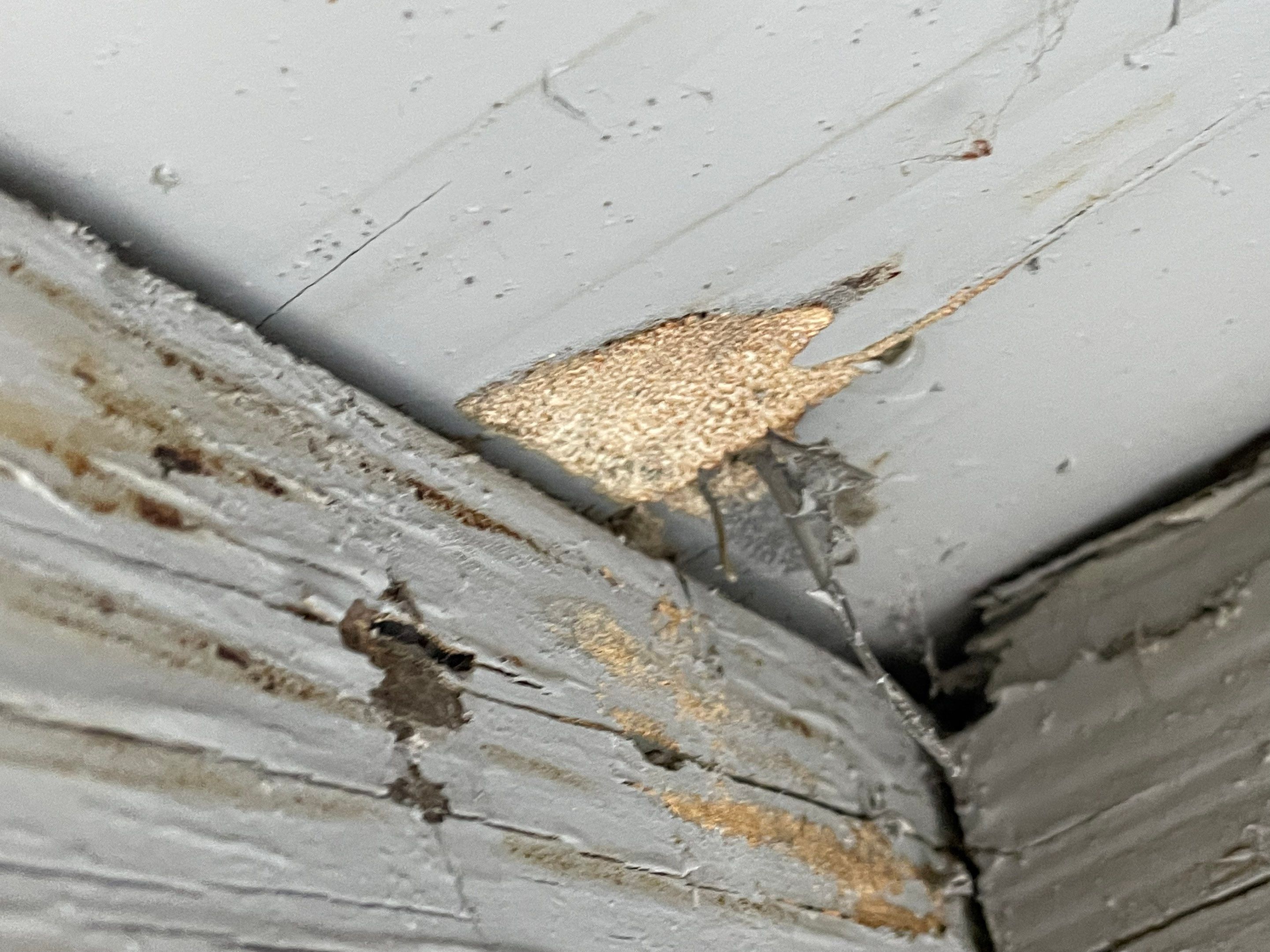 Wood Destroying Organisms Report by GLOBAL Termite Solutions