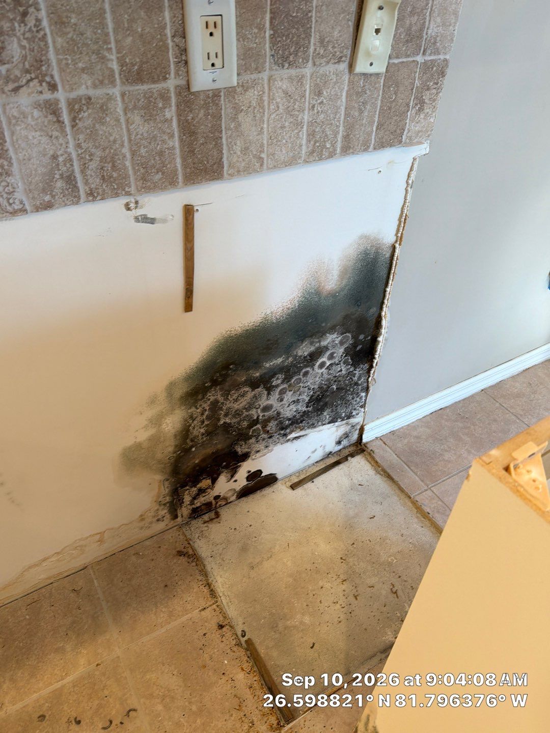 Fort Myers Water Damage Restoration and Professional Mold Remediation by Microscope