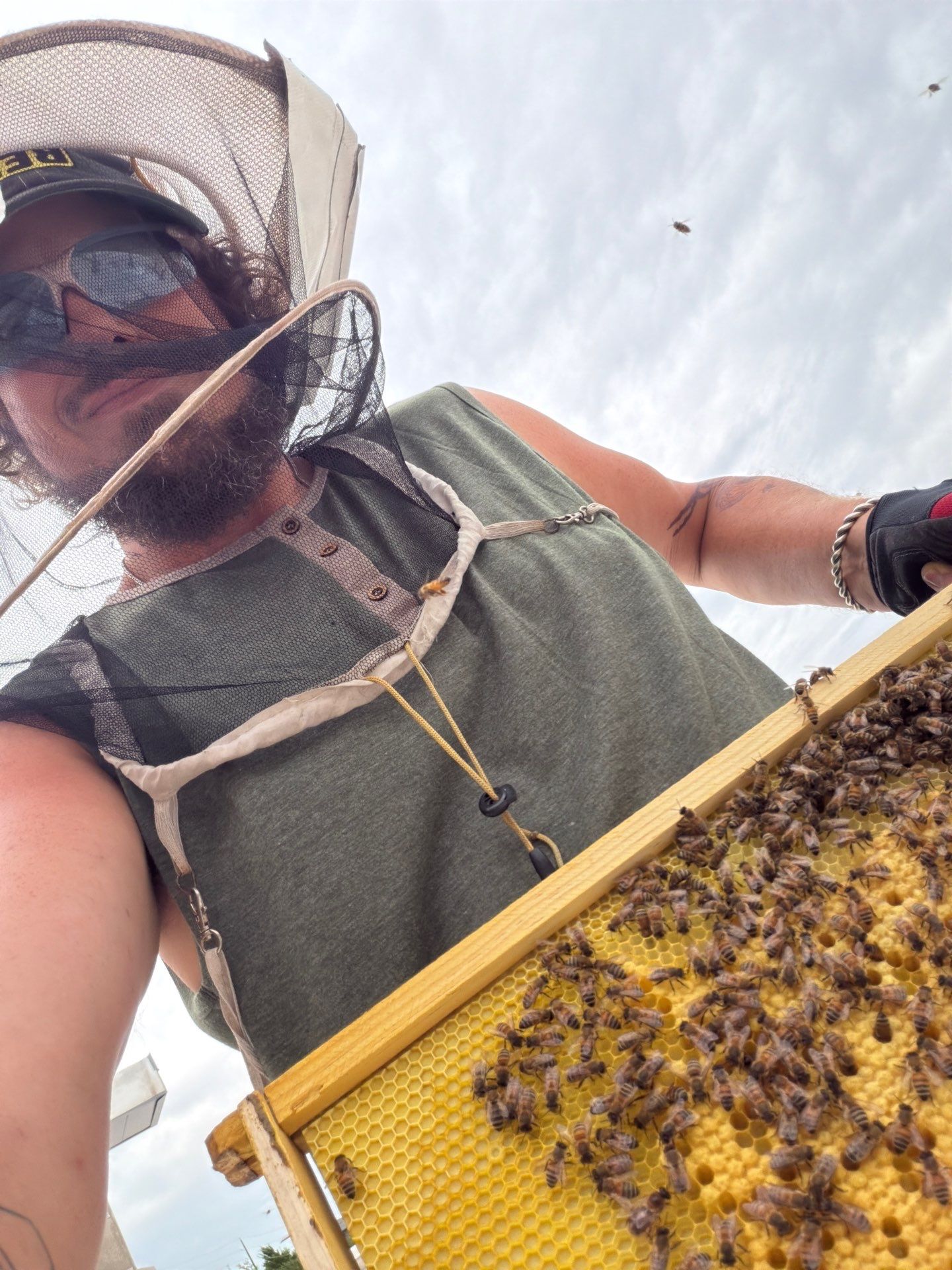 Anchovies on your Apiary by Rockwall Honey Bee Company