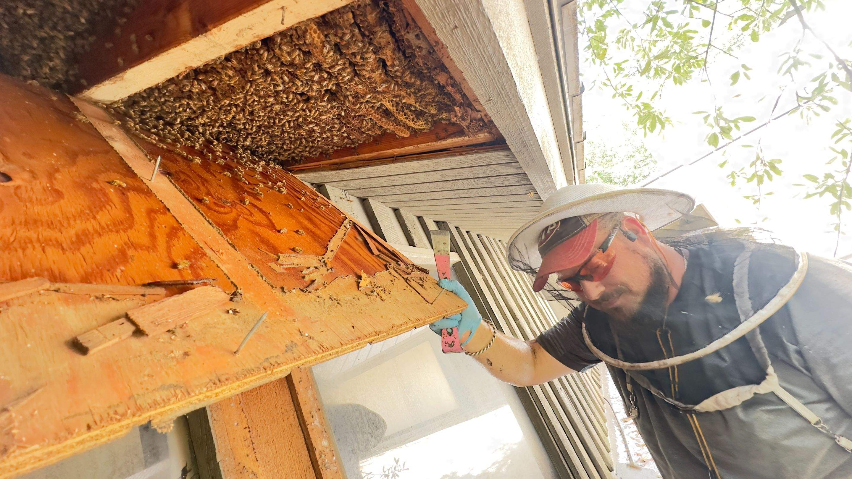 Old Faithful by Rockwall Honey Bee Company