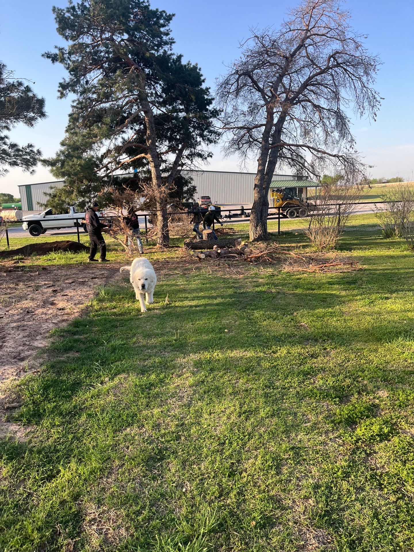 Tree Removal by Clays Services Inc