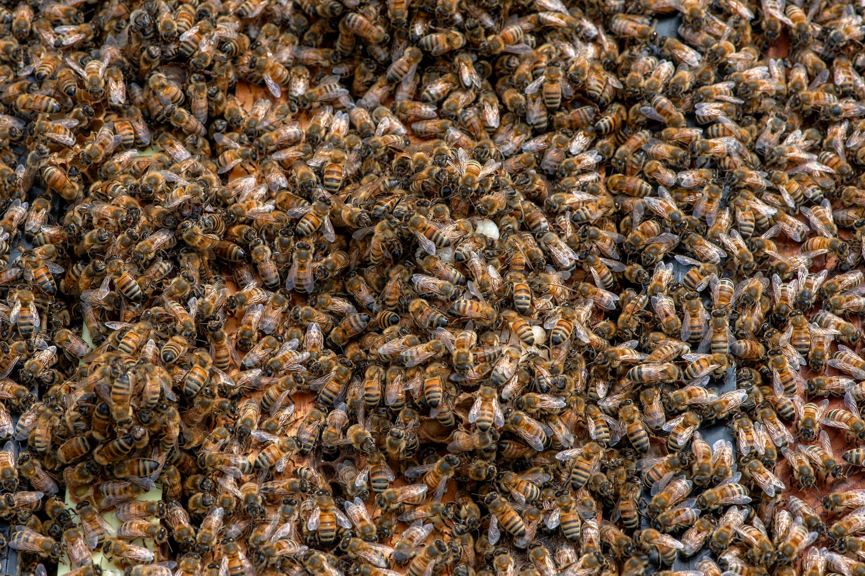 Splits in East Texas by Rockwall Honey Bee Company