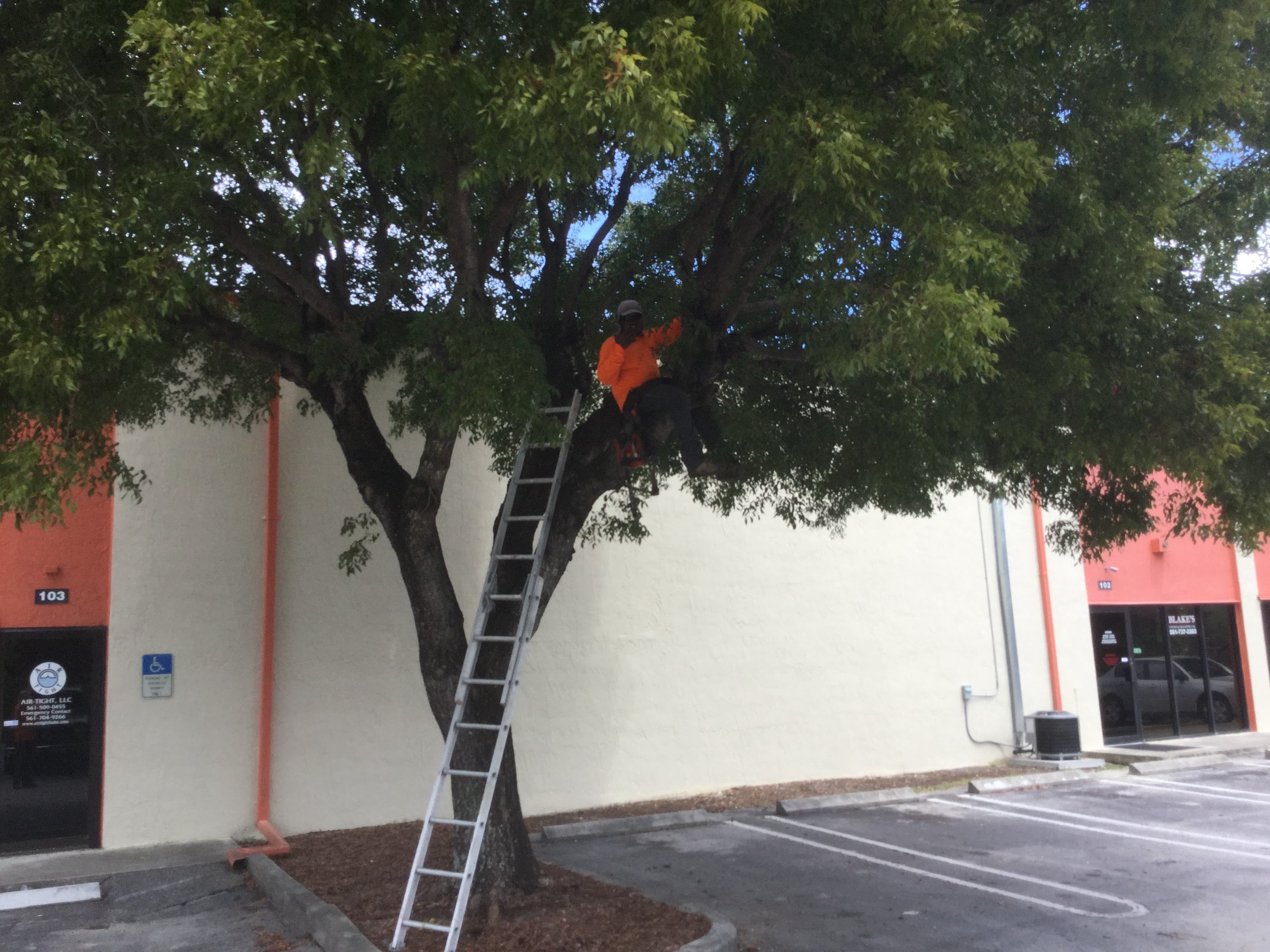 Commercial Tree Trimming & Debris Removal by
M.A.B. Landscaping & Property Maintenance