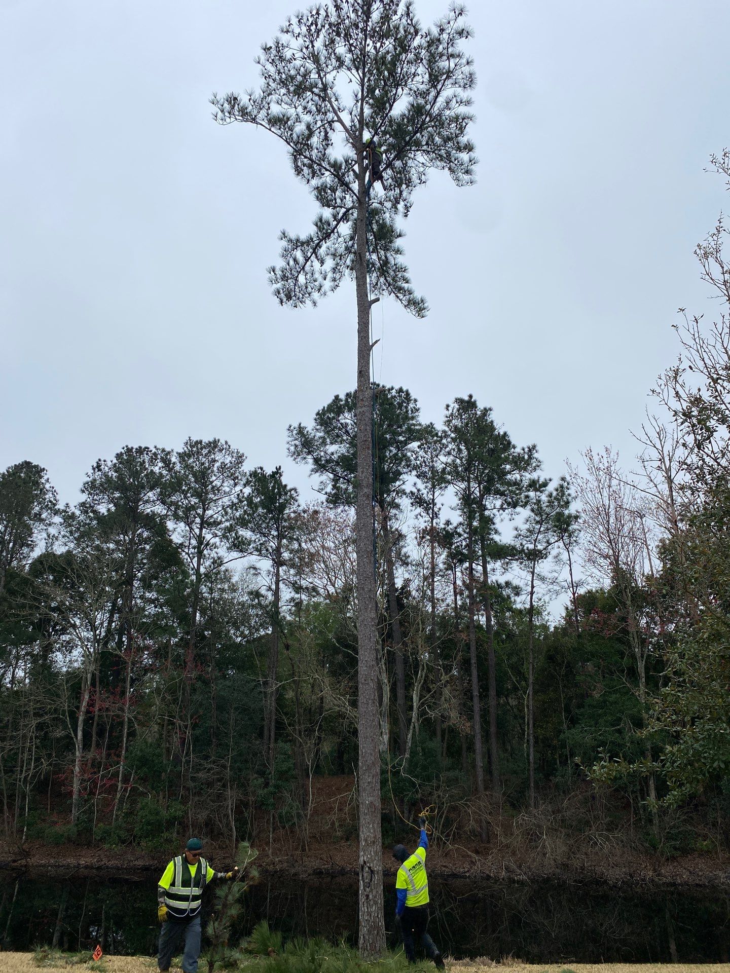 Deerwood Resident | Tree Removal by ProGreen Services