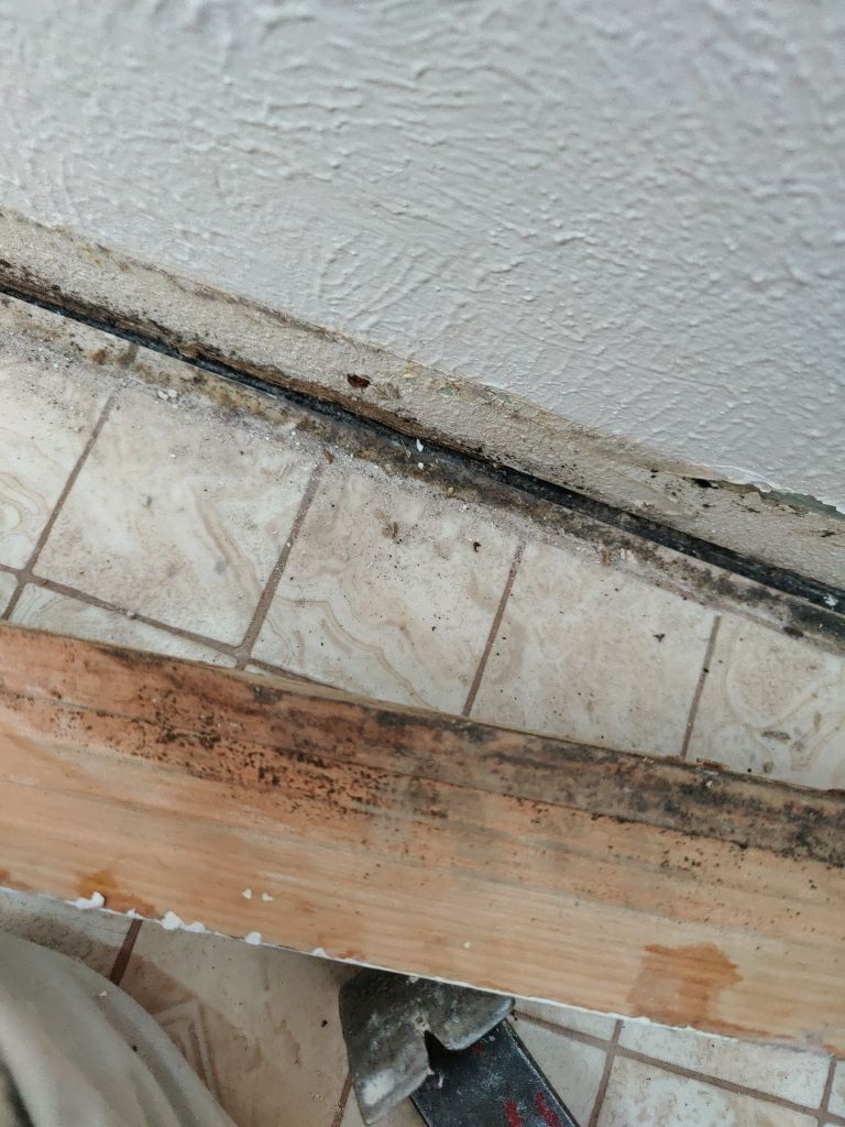 Mold Remediation  by Accountable Home Services