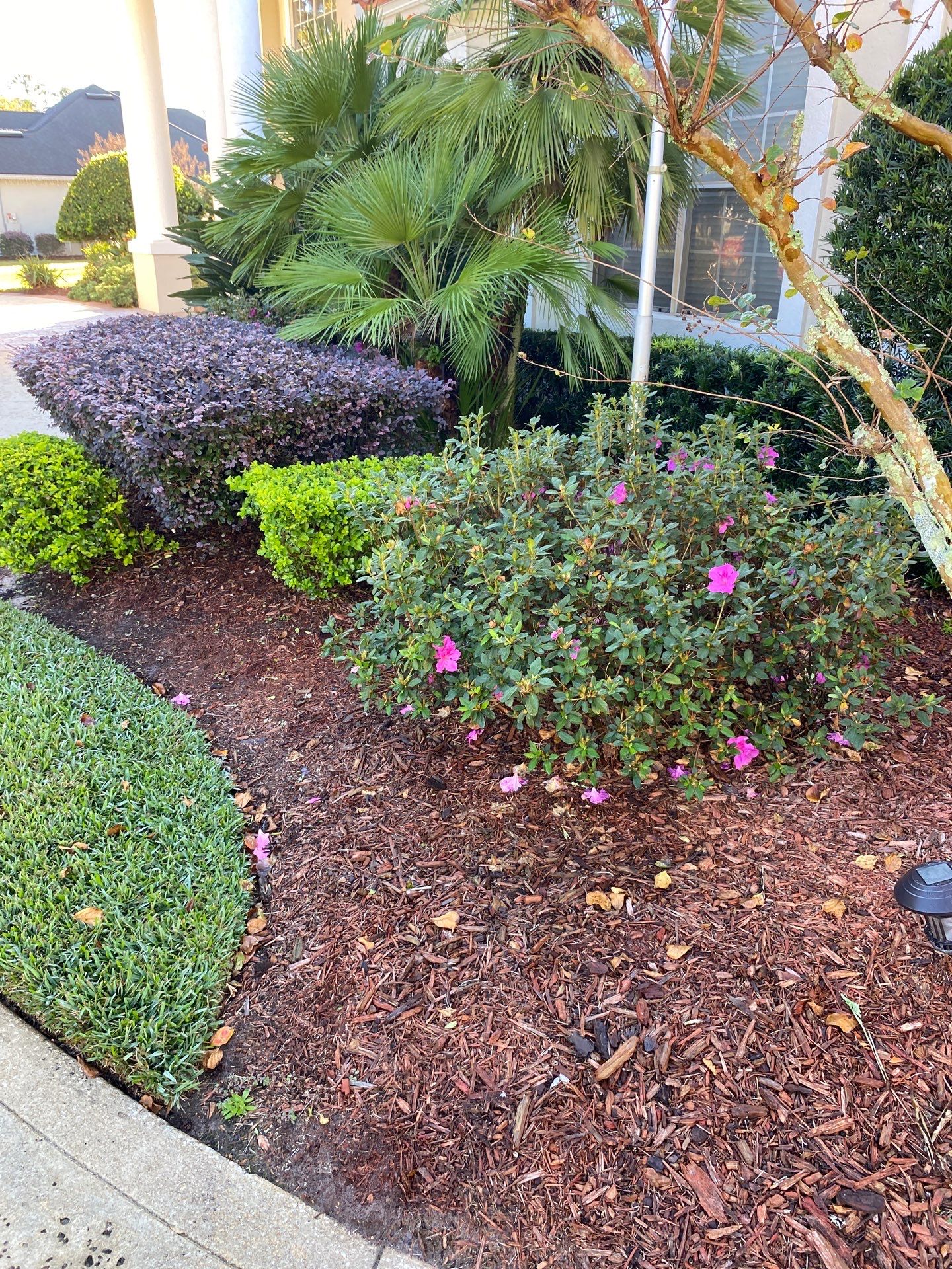Deerwood Resident | Palm Trimming & Ground Cover by ProGreen Services