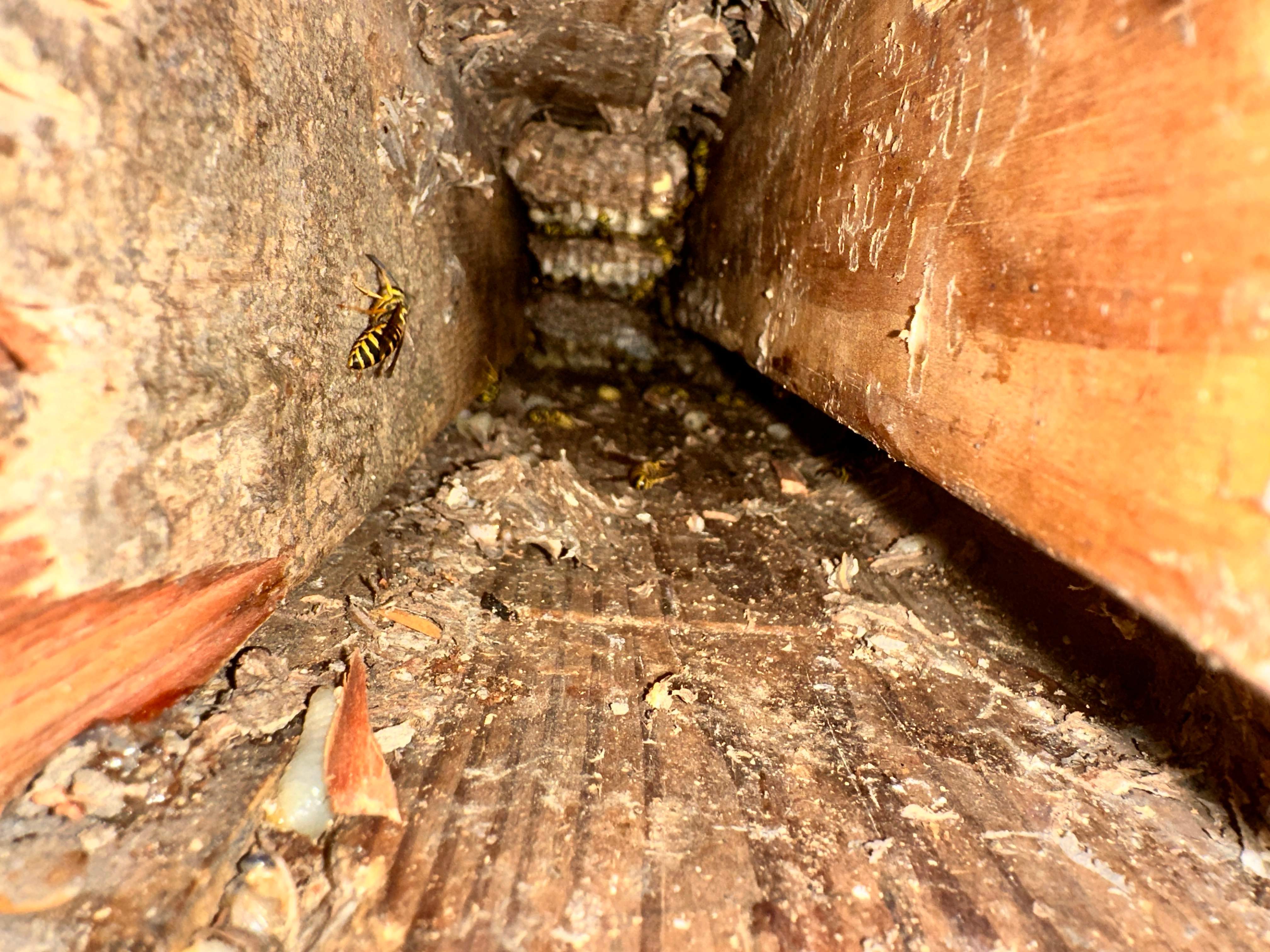 Yellowjackets at City Park by Rockwall Honey Bee Company