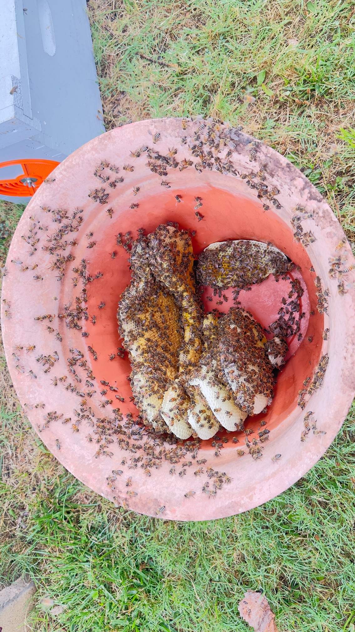 Water Spigot Swarm by Rockwall Honey Bee Company