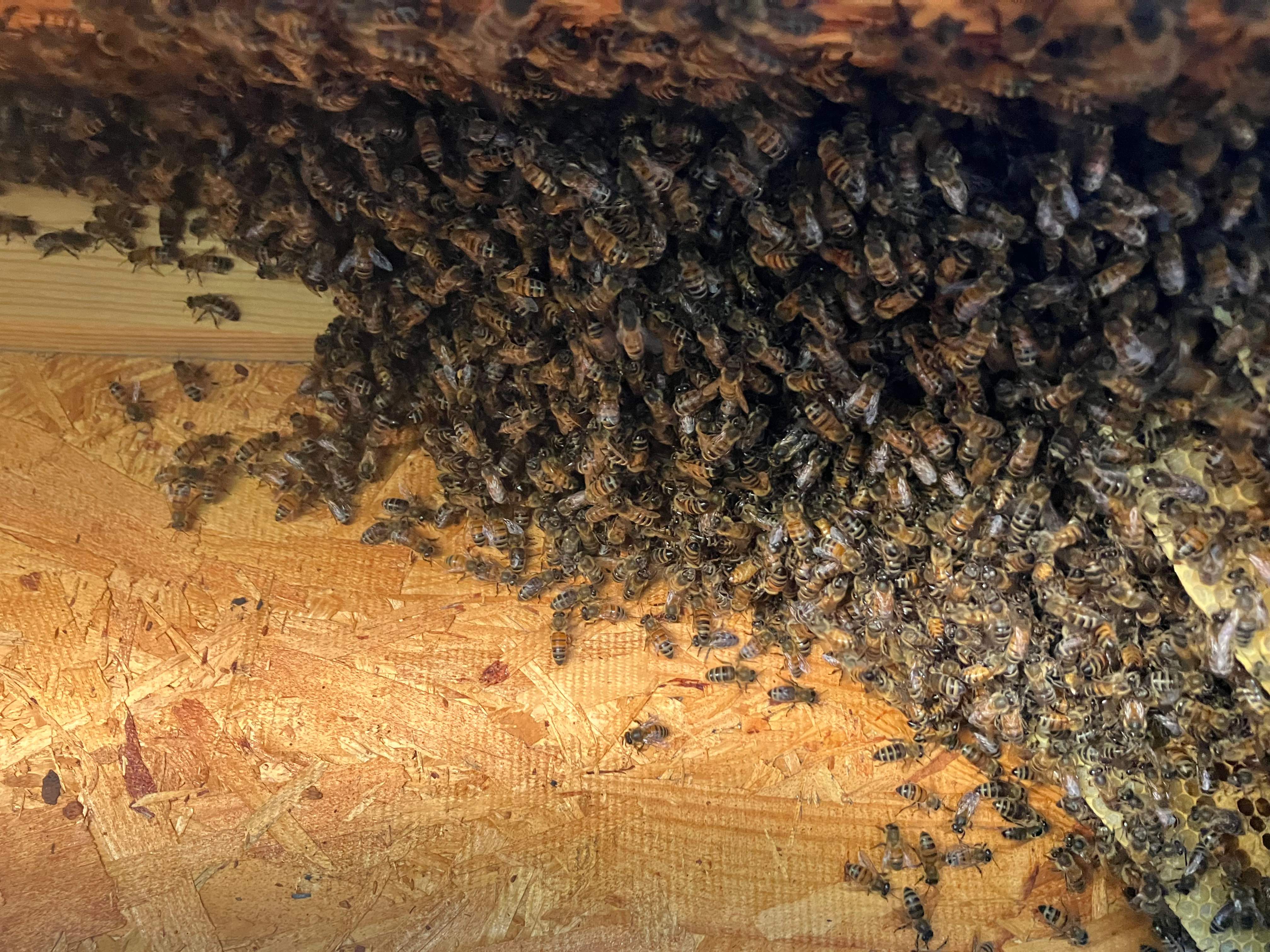 Dormer Window by Rockwall Honey Bee Company