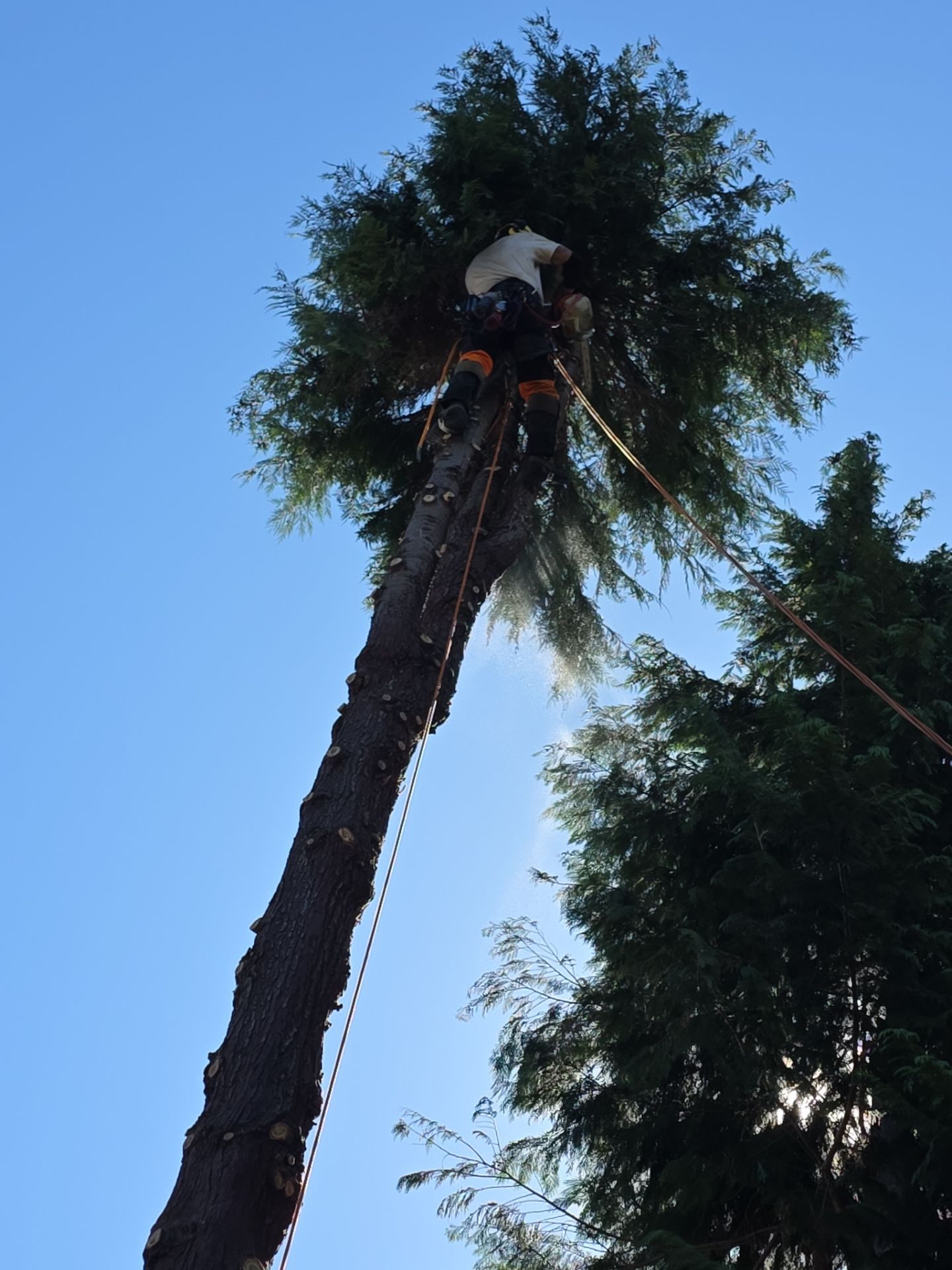 Commercial Tree Removals for Property Manager by Sound Tree Care LLC