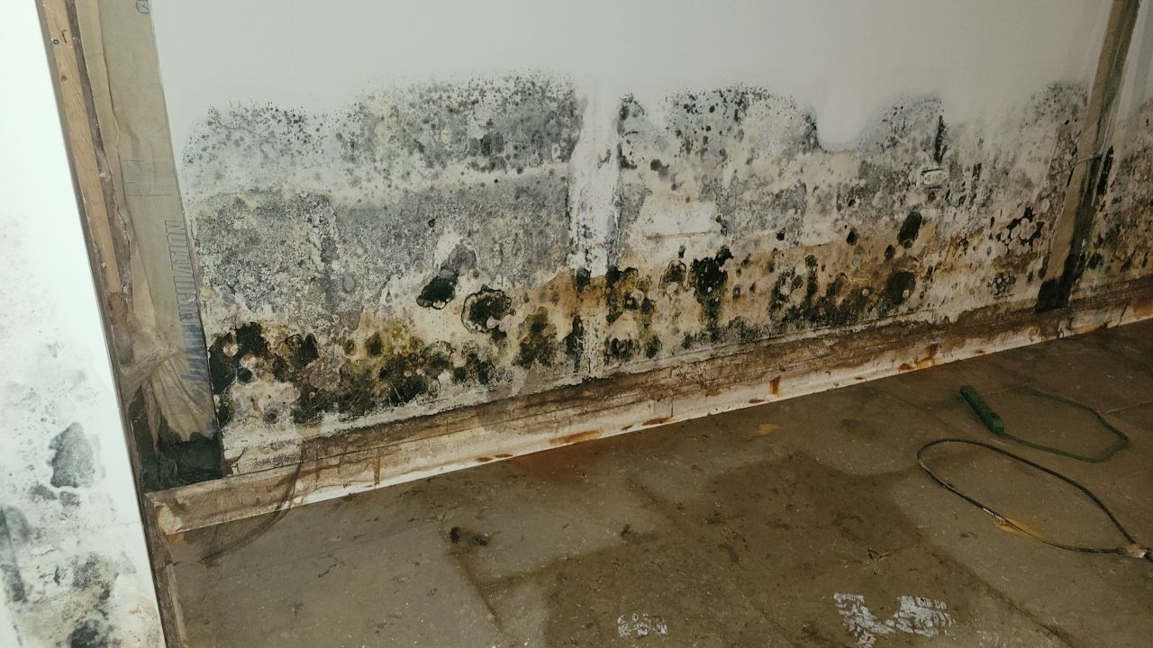 Grossly Contaminated Basement Mold by Chicagoland Water Medics