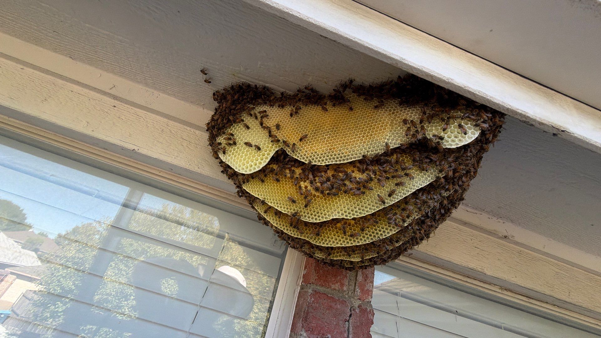 Open Air Colony in Rockwall, TX by Rockwall Honey Bee Company