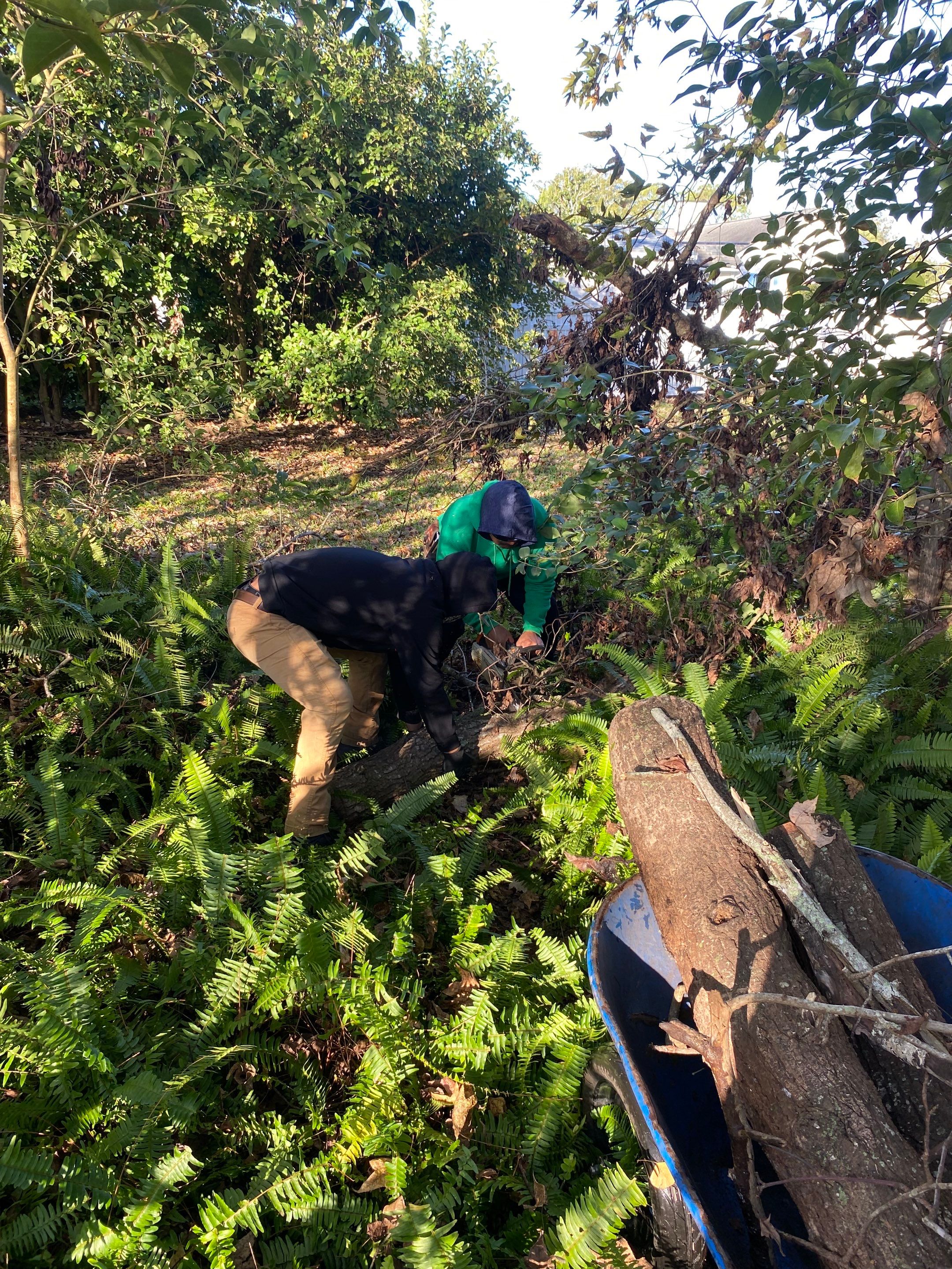 Deerwood | Tree Service by ProGreen Services