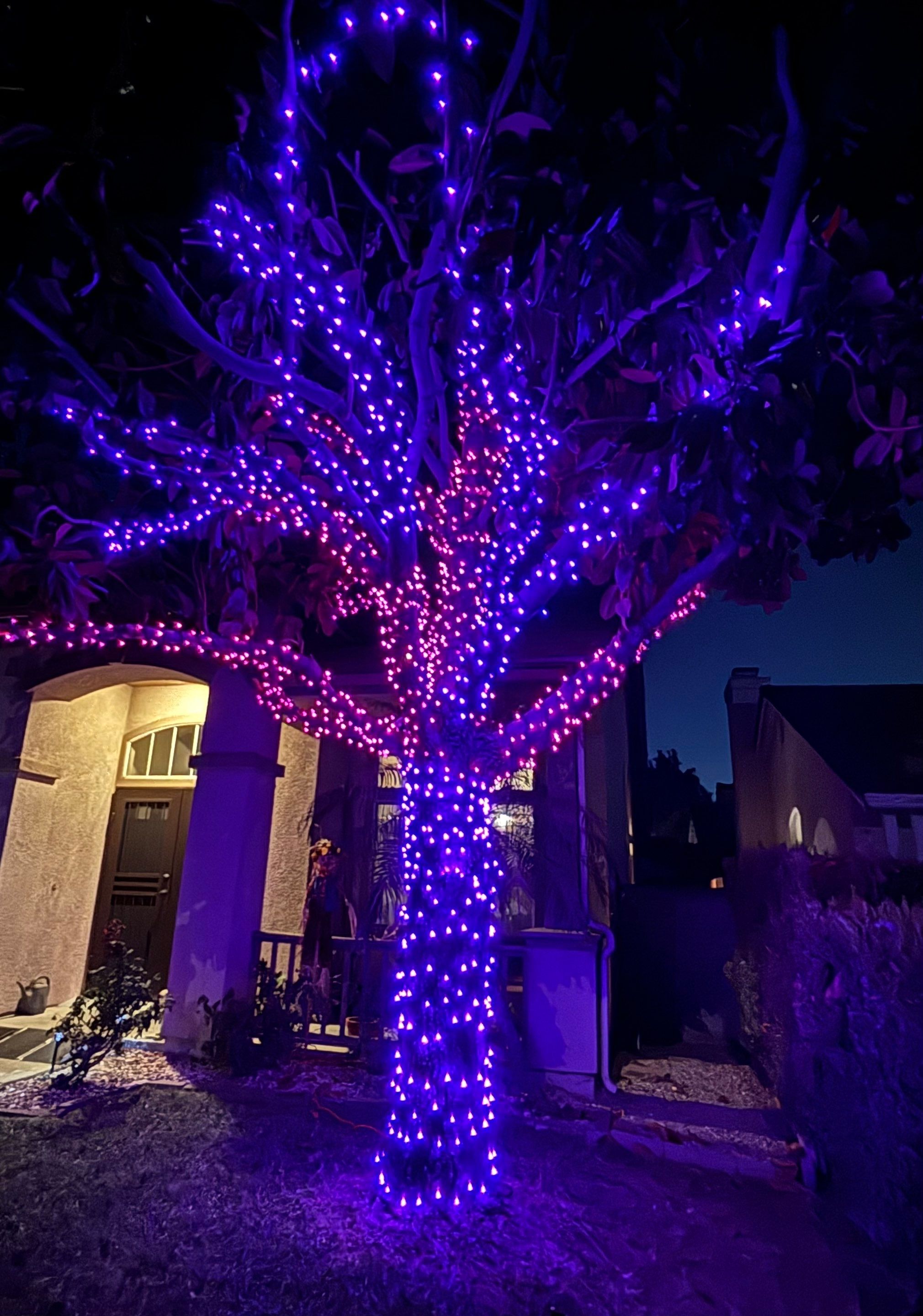 Halloween Tree Wrap  by Pirate Pete’s Power Washing