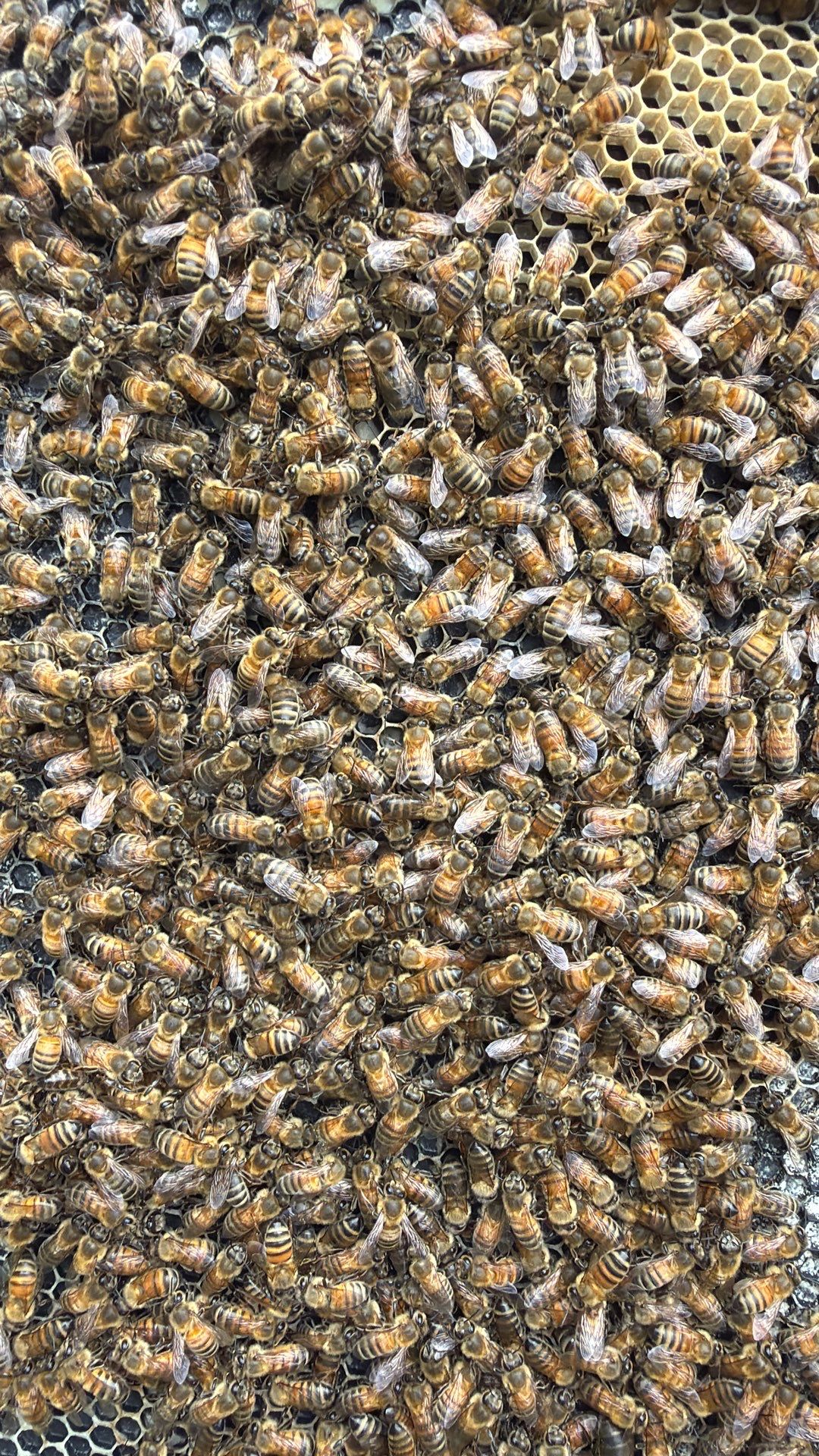 Platform Precious Population by Rockwall Honey Bee Company