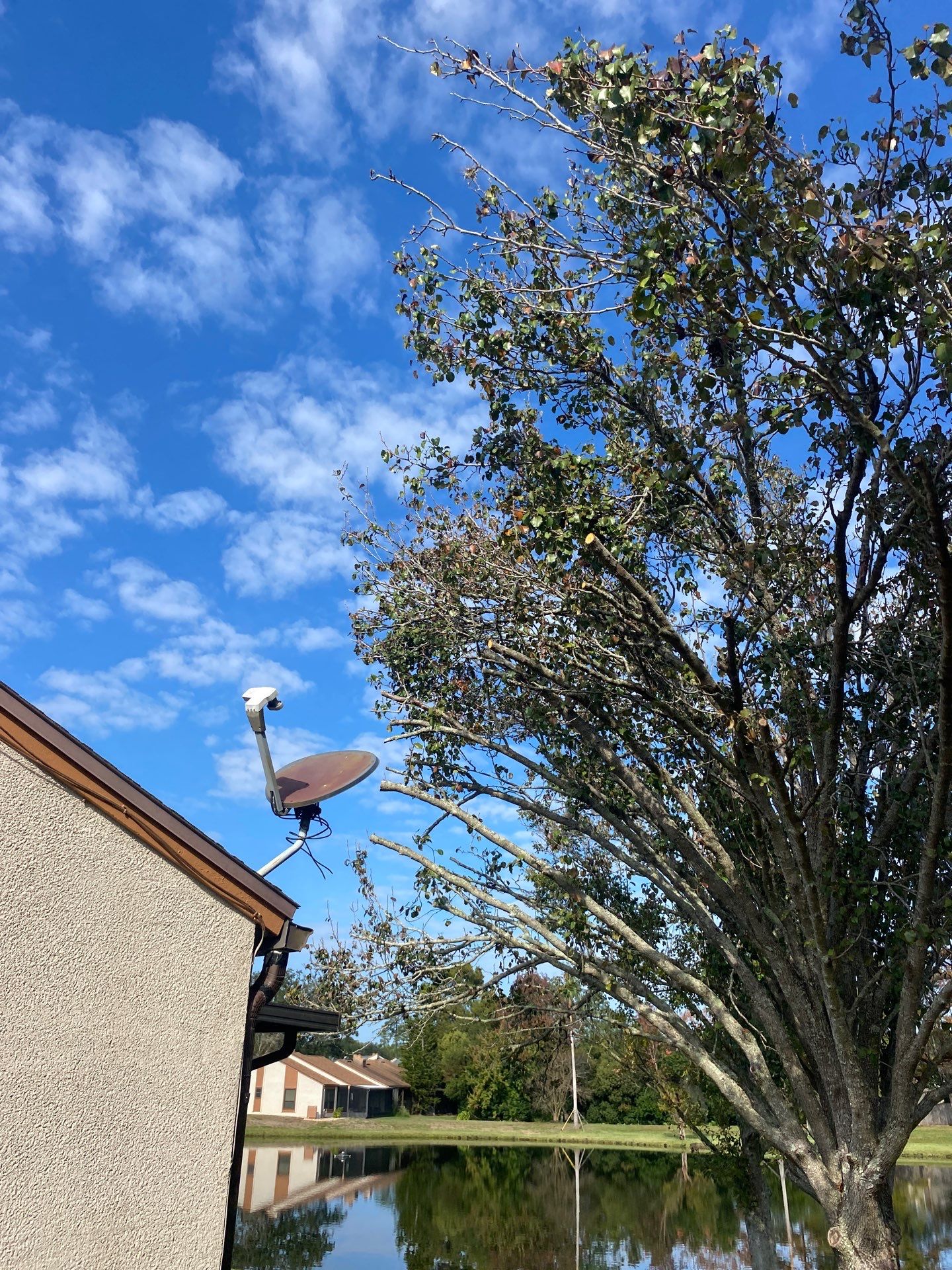 Residential | Tree Removal & Trimming by ProGreen Services