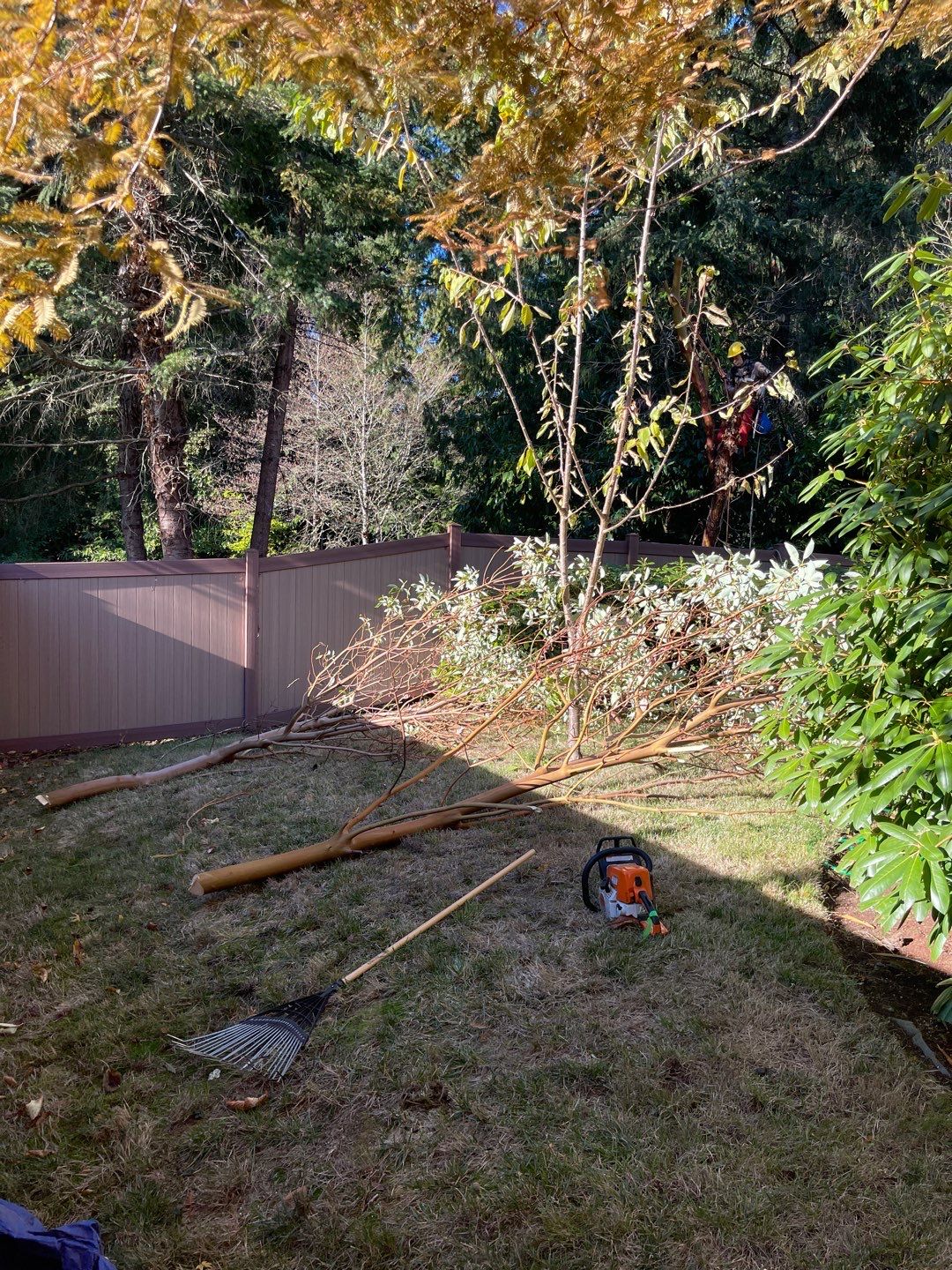 Tree Removal using Tree Removal by Mike Jones & Sons Tree Service LLC 