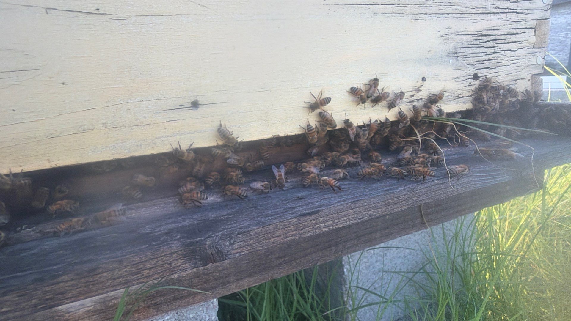 Double Family Property in Heath for Ag. Exemption by Rockwall Honey Bee Company