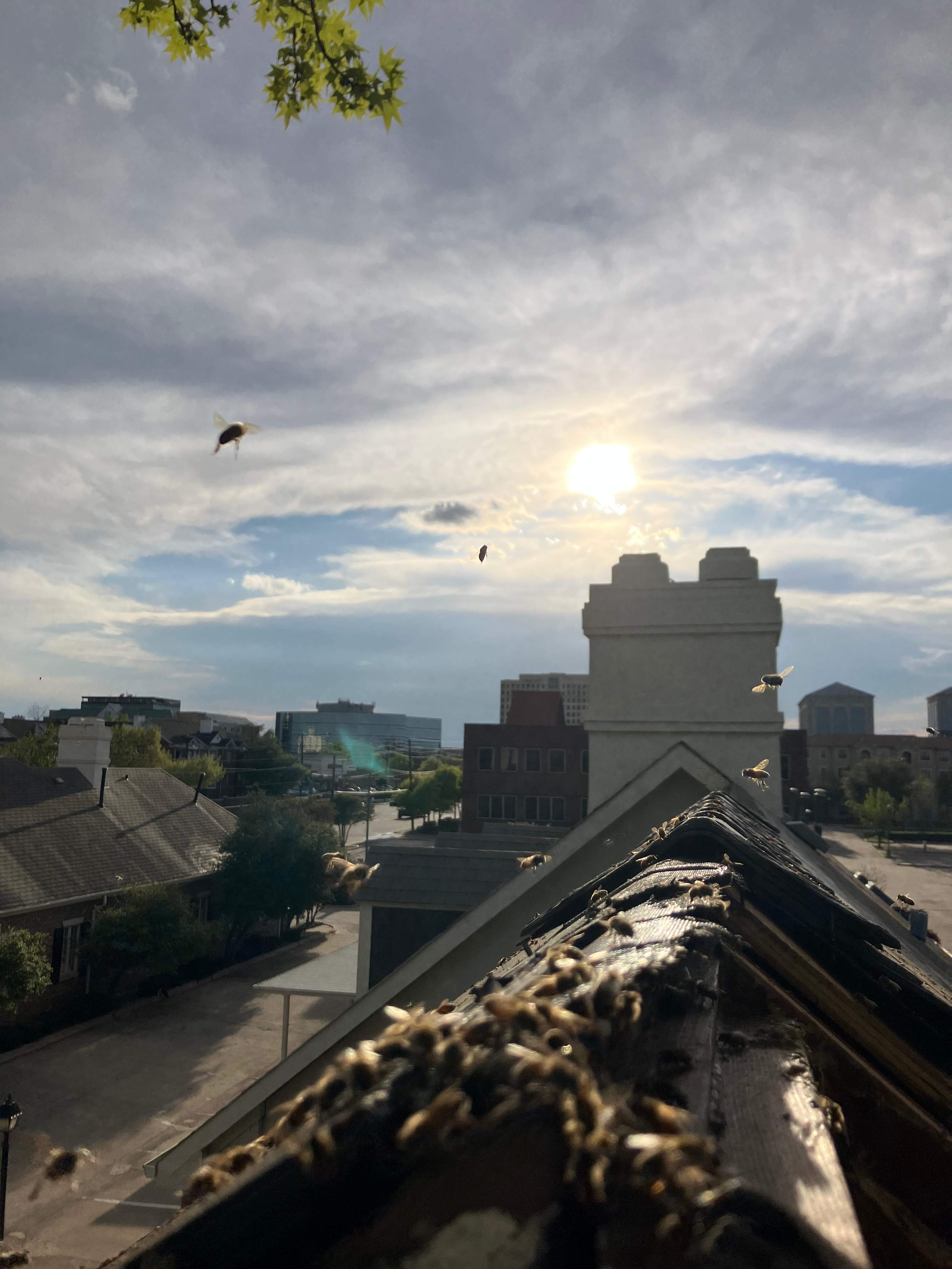 Commercial Roof by Rockwall Honey Bee Company