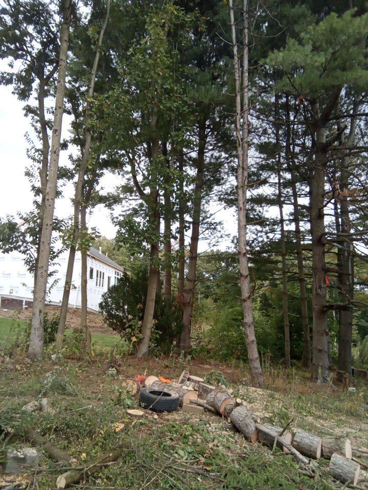 Tree Removal using Tree Removal by Mike Jones & Sons Tree Service LLC 