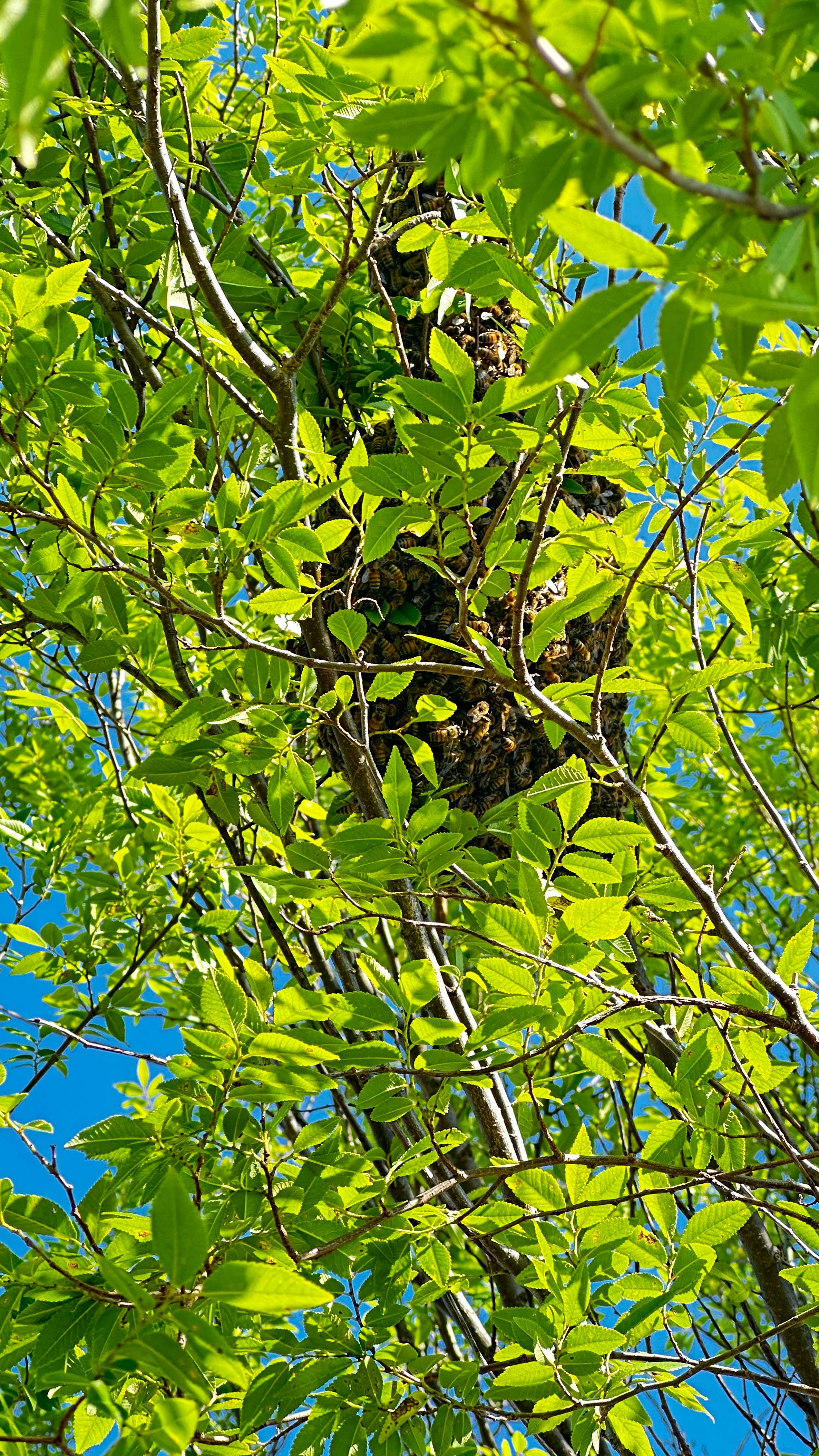 Swarm by Rockwall Honey Bee Company