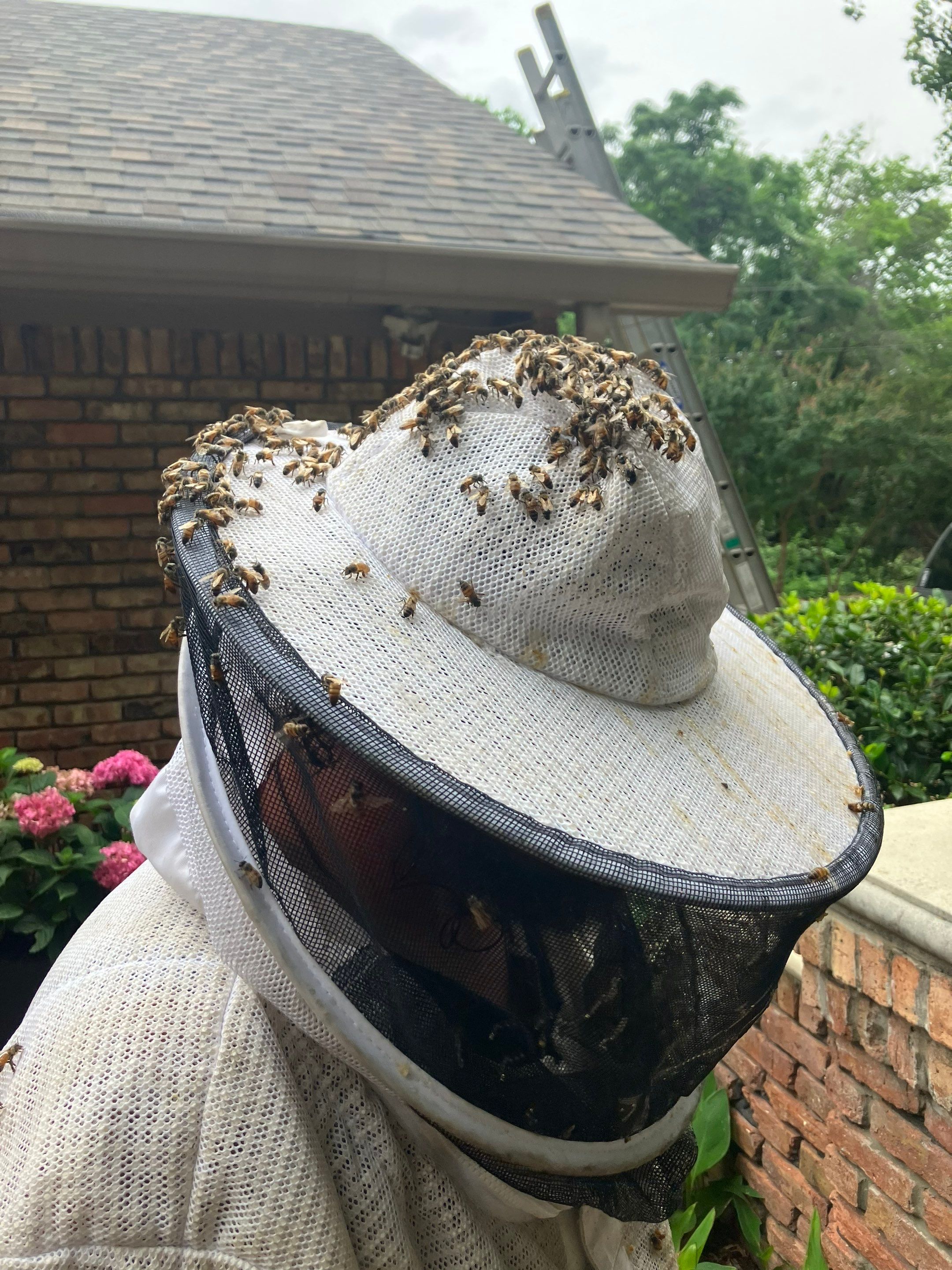 Wedged and Woody Bees by Rockwall Honey Bee Company