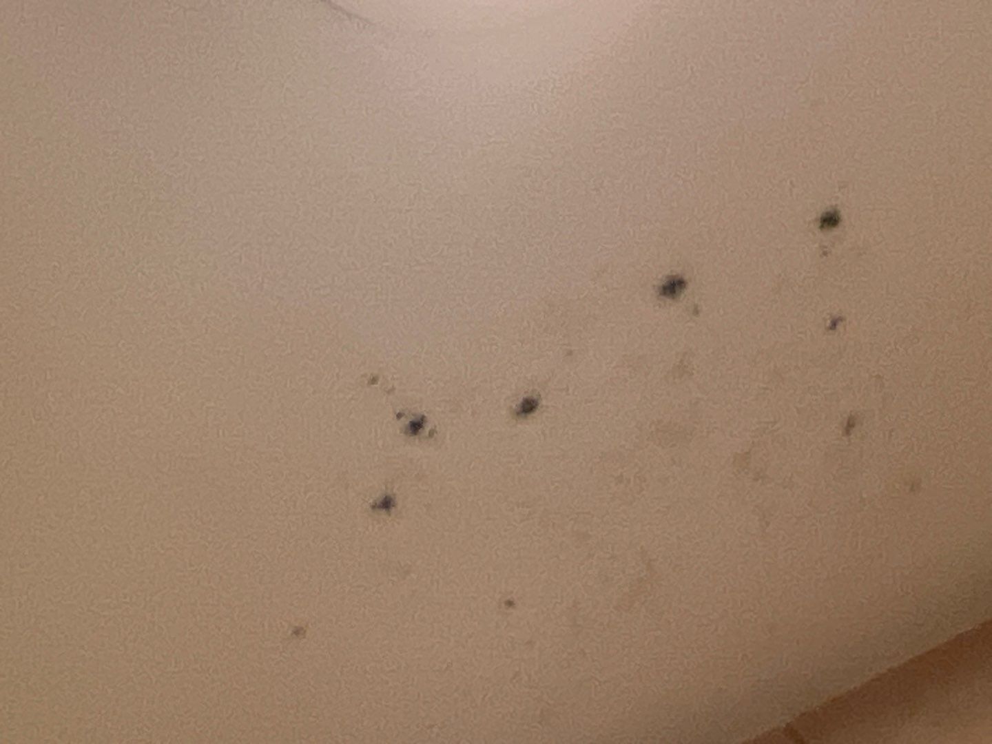 Home Mold Removal by Ampm Restoration Services