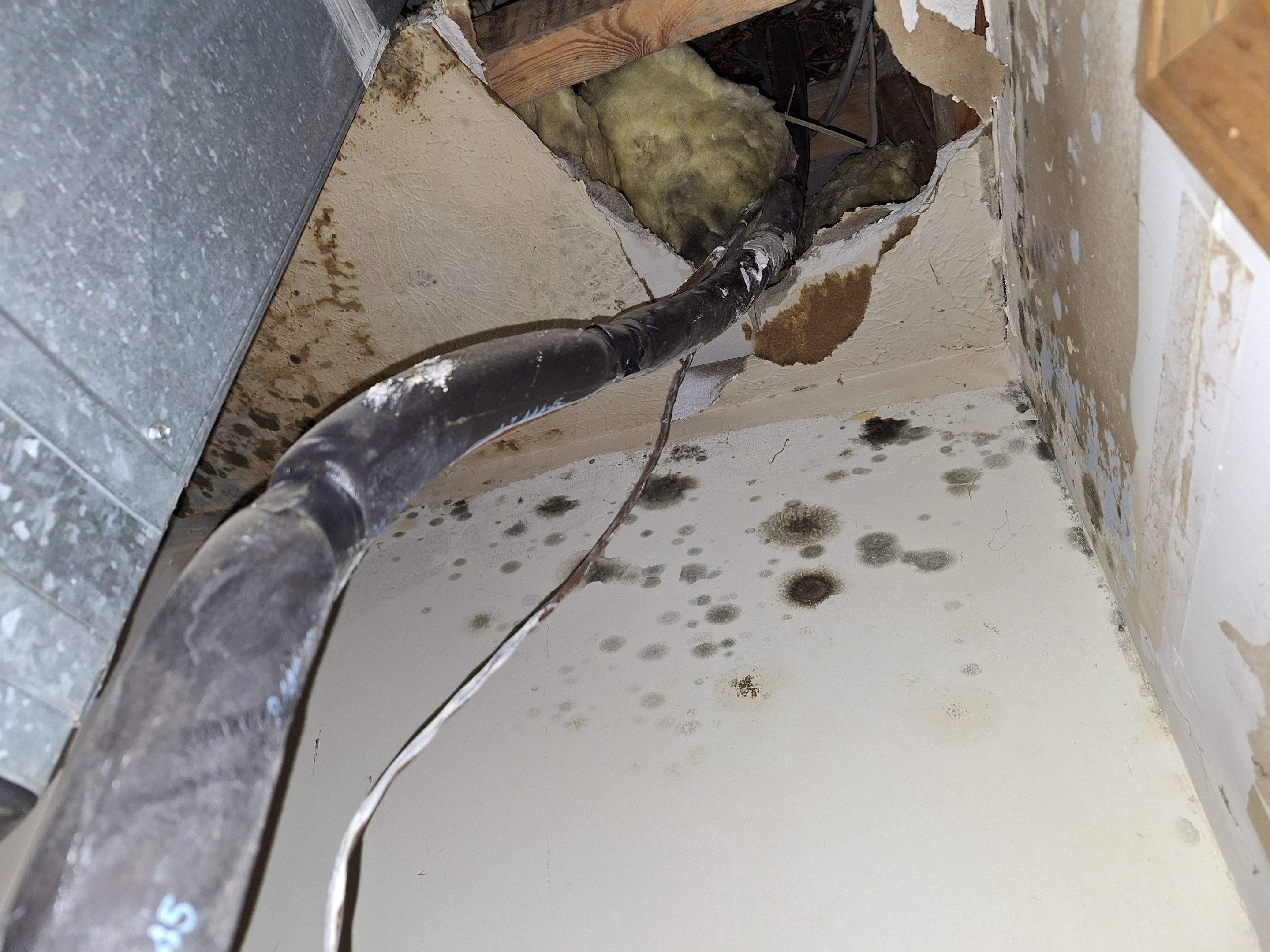 Mold Remediation in Jeffersonville, IN by ANR Restoration