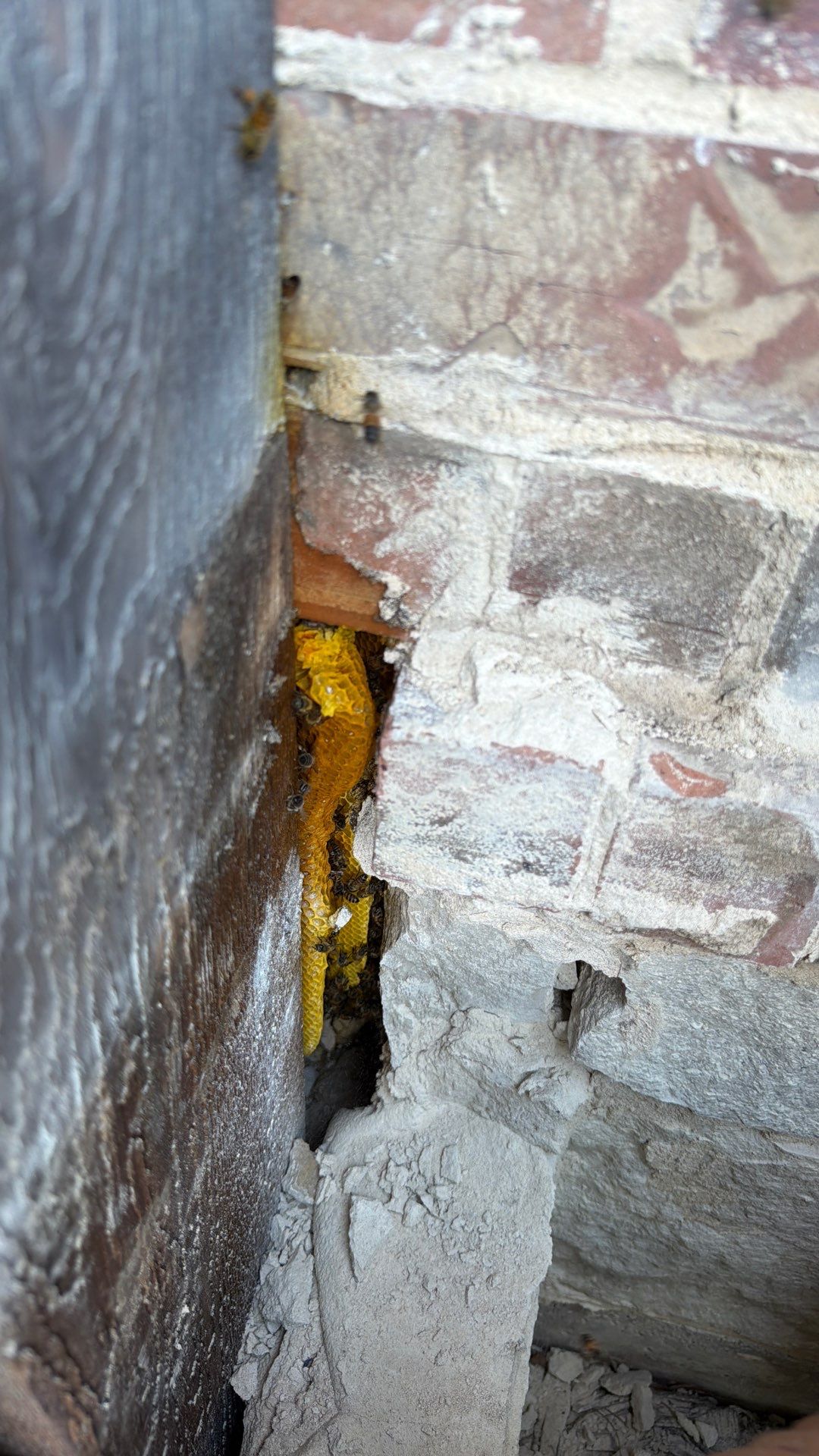 Project in Waxahachie, TX by Rockwall Honey Bee Company