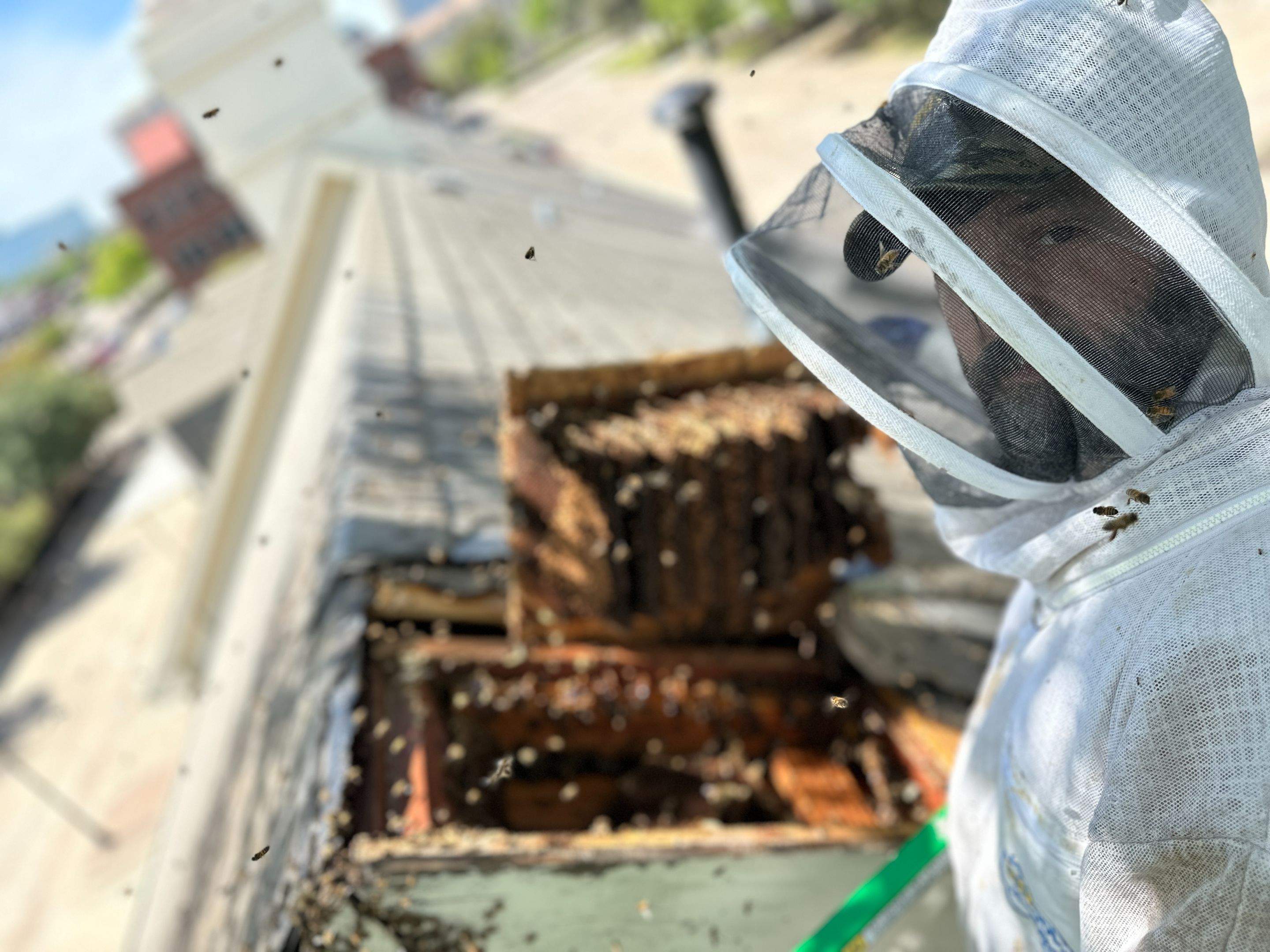 Commercial Roof by Rockwall Honey Bee Company