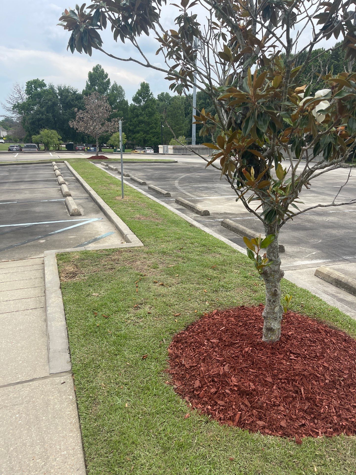 COMMERCIAL: BED CLEAN / MULCH INSTALL  by CutScape, LLC.