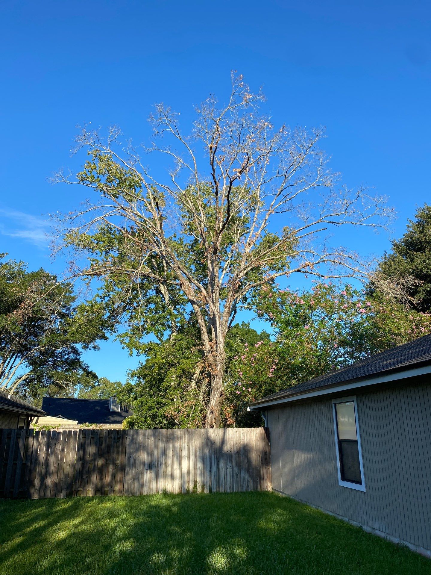 Tree Removal | Residential by ProGreen Services