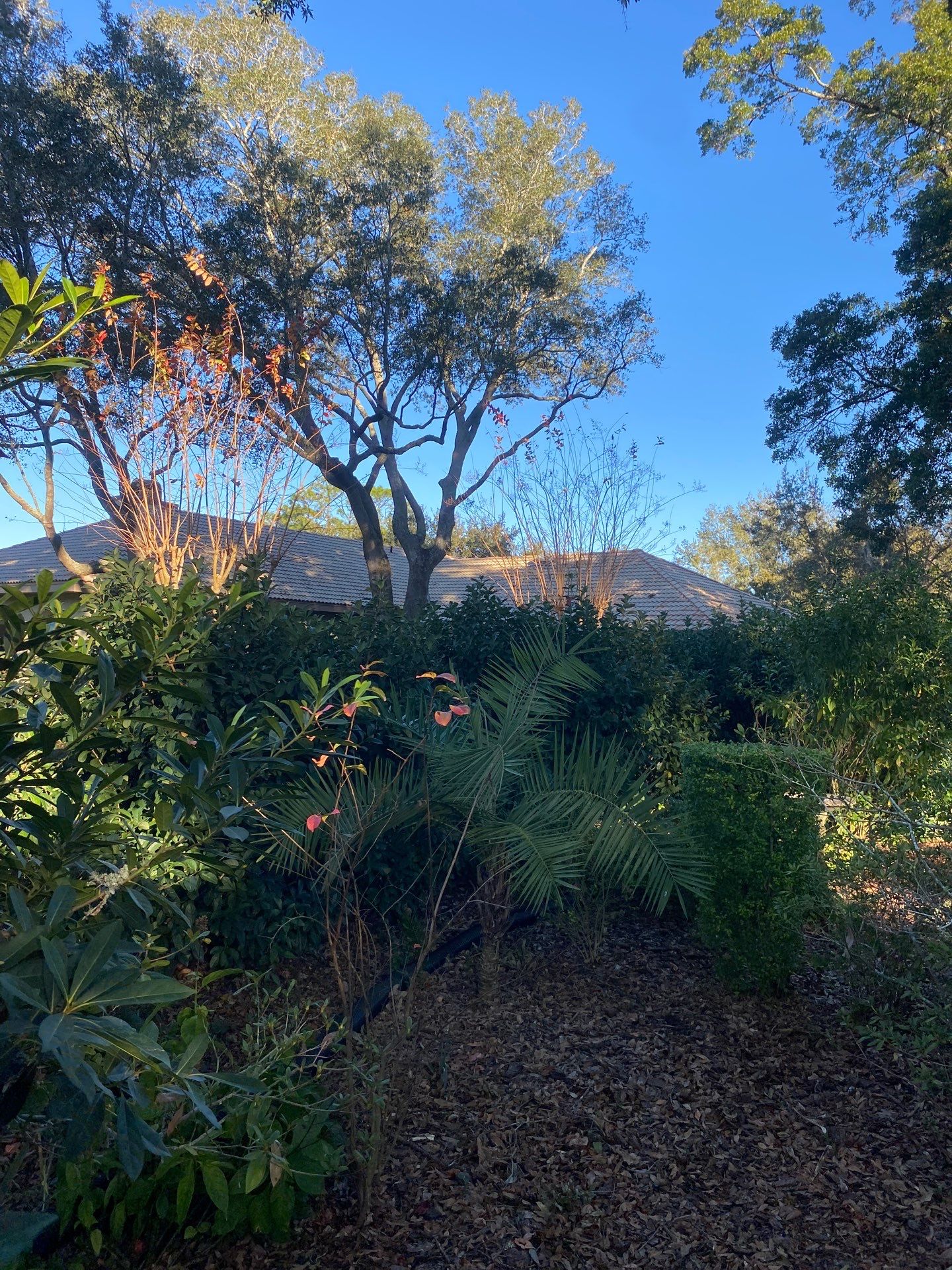 Deerwood Resident | Tree Removal by ProGreen Services