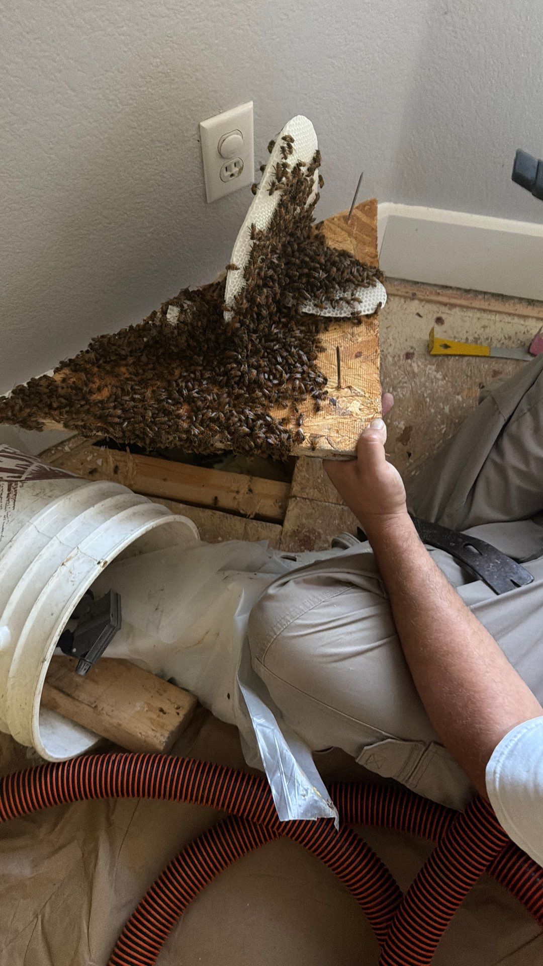 Judge Judy by Rockwall Honey Bee Company