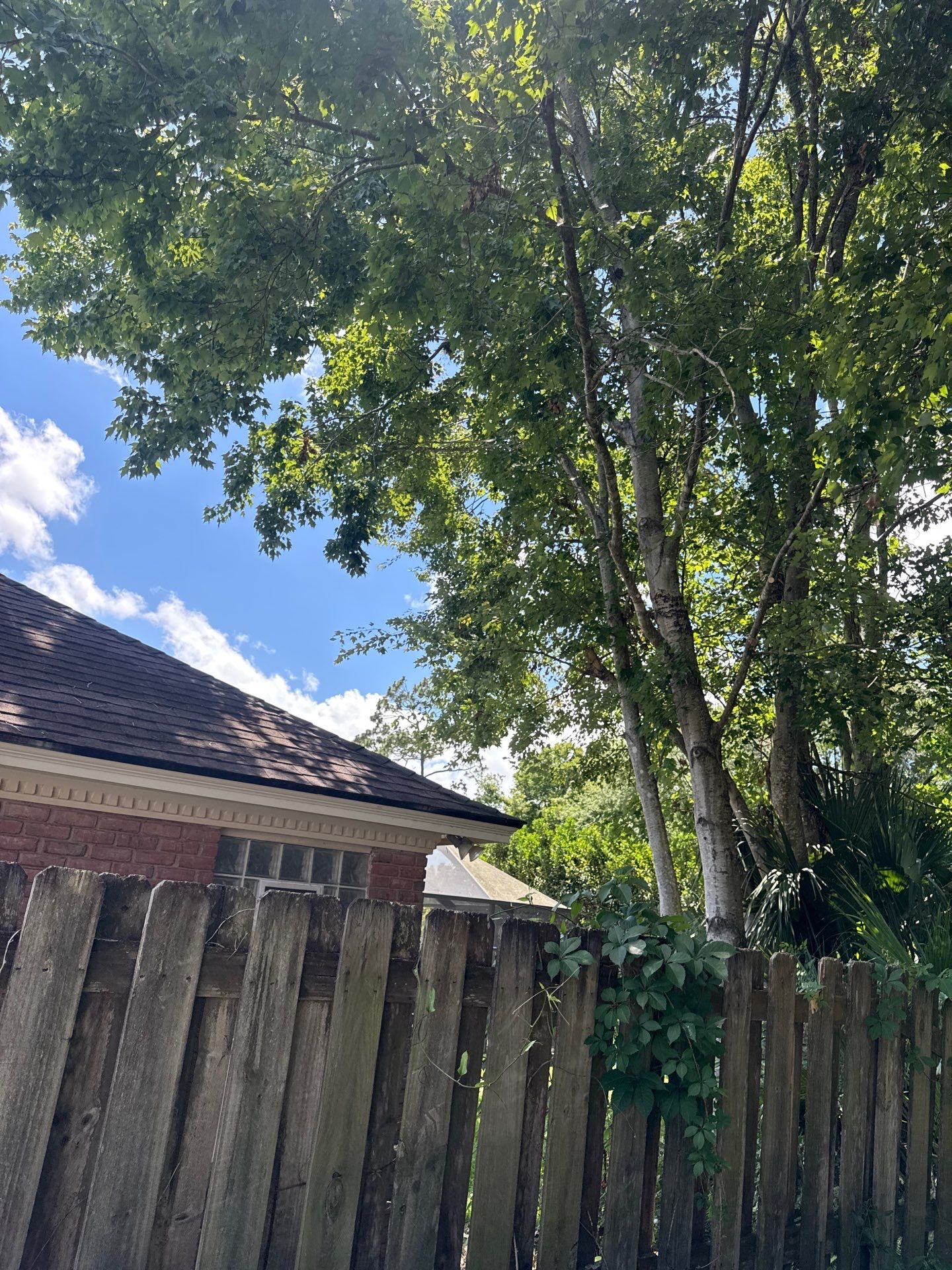 Deerwood Resident | Tree Trimming by ProGreen Services
