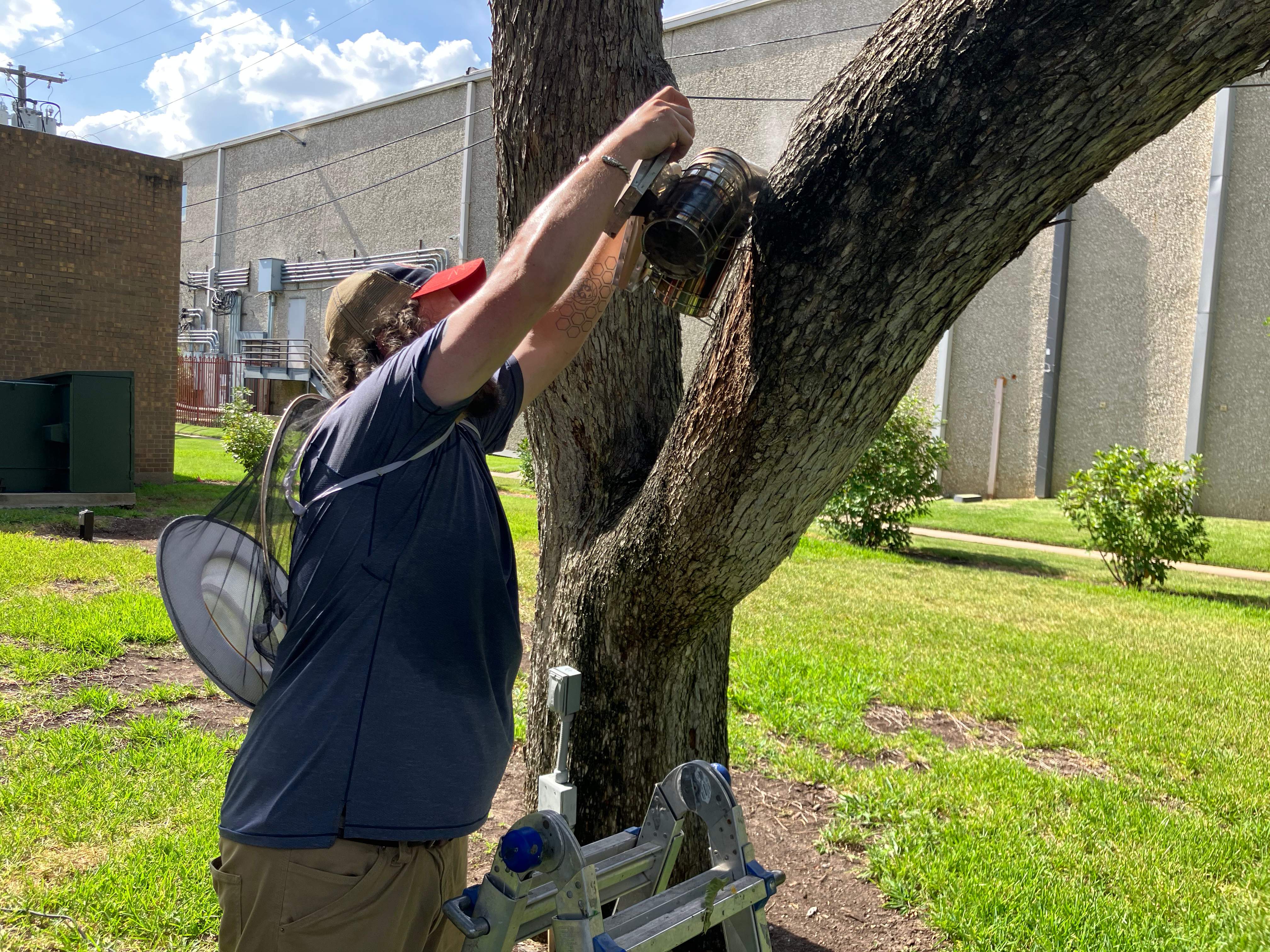Favorite Tree Job by Rockwall Honey Bee Company