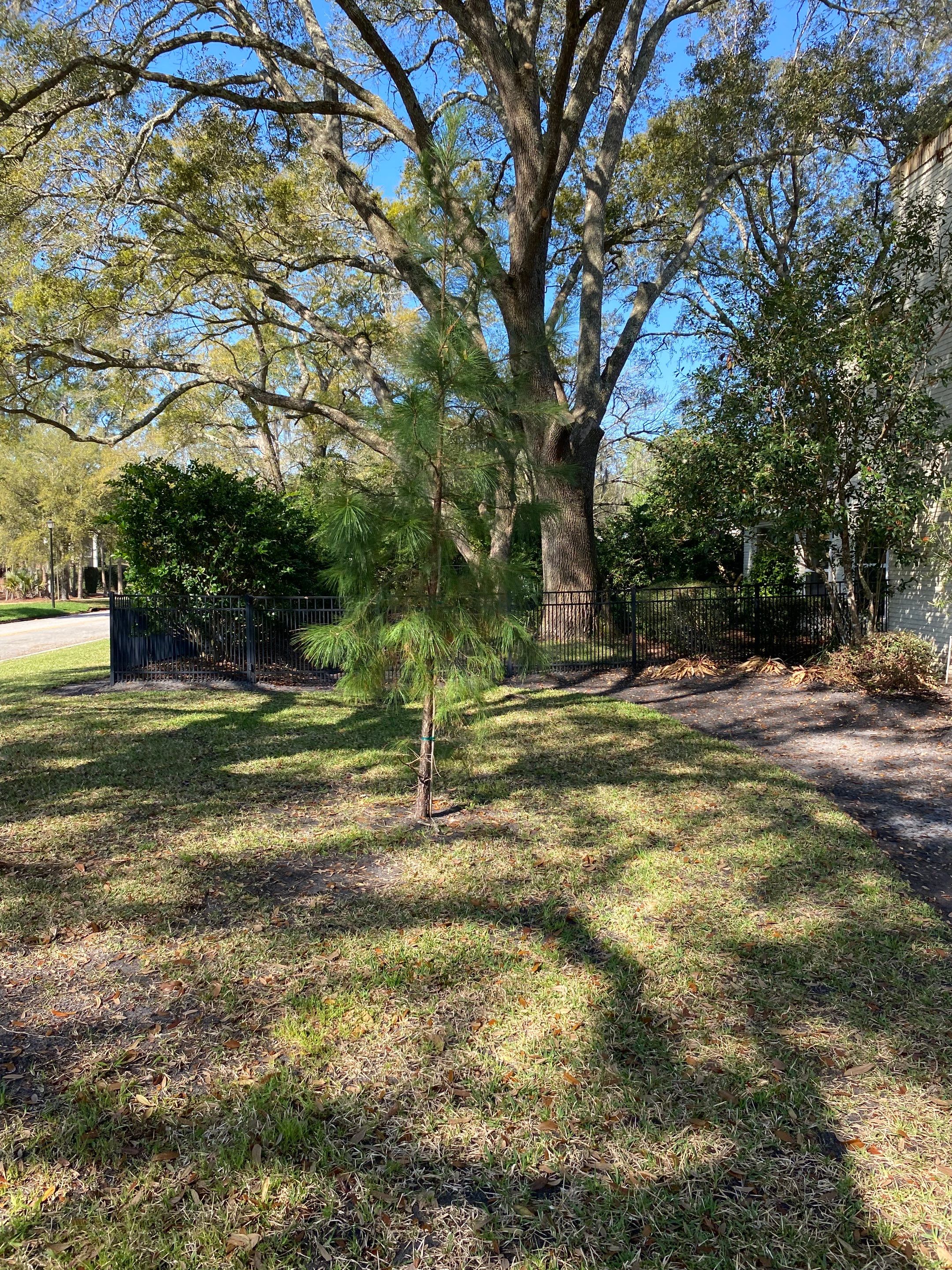 Deerwood Resident | Tree Service by ProGreen Services