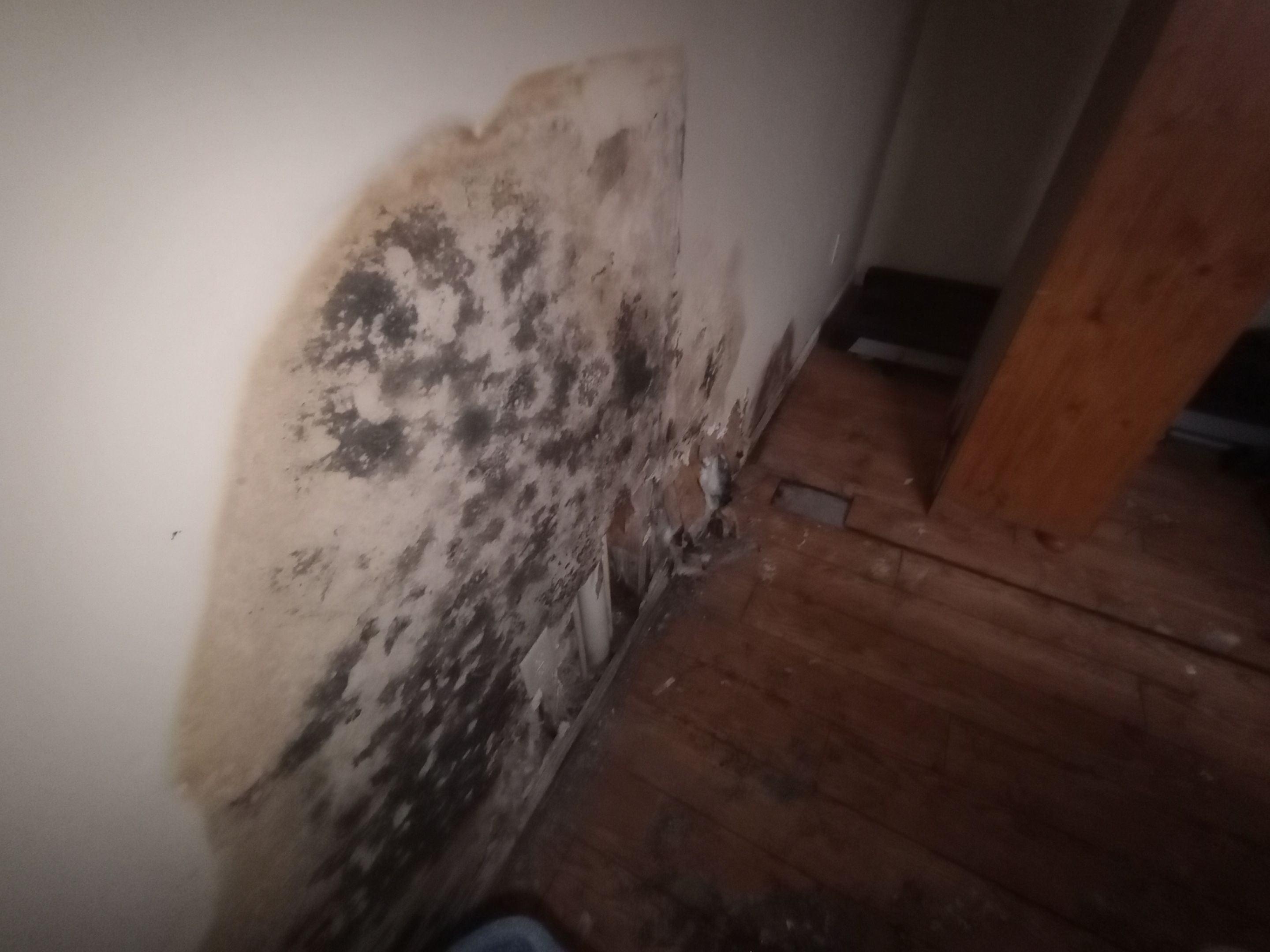 Mold Remediation Estimate in Austin, IN by ANR Restoration