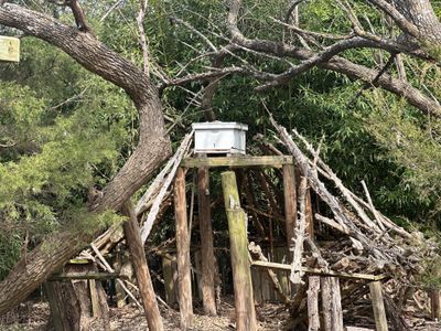 Honey bee hives in trees.. right here in Rockwall!