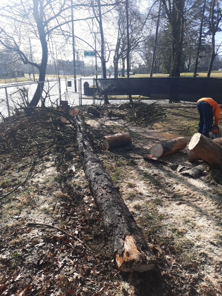 Tree Removal using Tree Removal by Mike Jones & Sons Tree Service LLC 