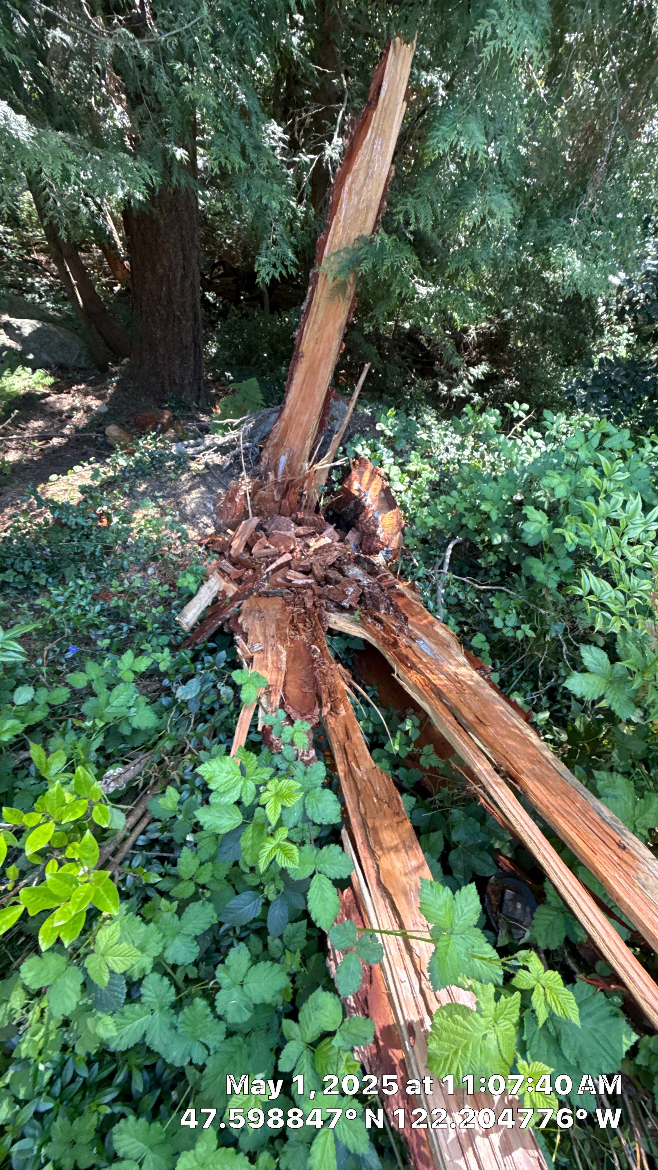 Bellevue Arborist Assessment using Level 1 Visual Assessment by Sound Tree Care LLC