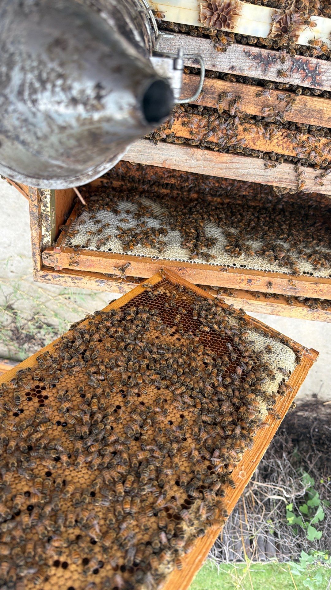 Bees at the Bank! by Rockwall Honey Bee Company